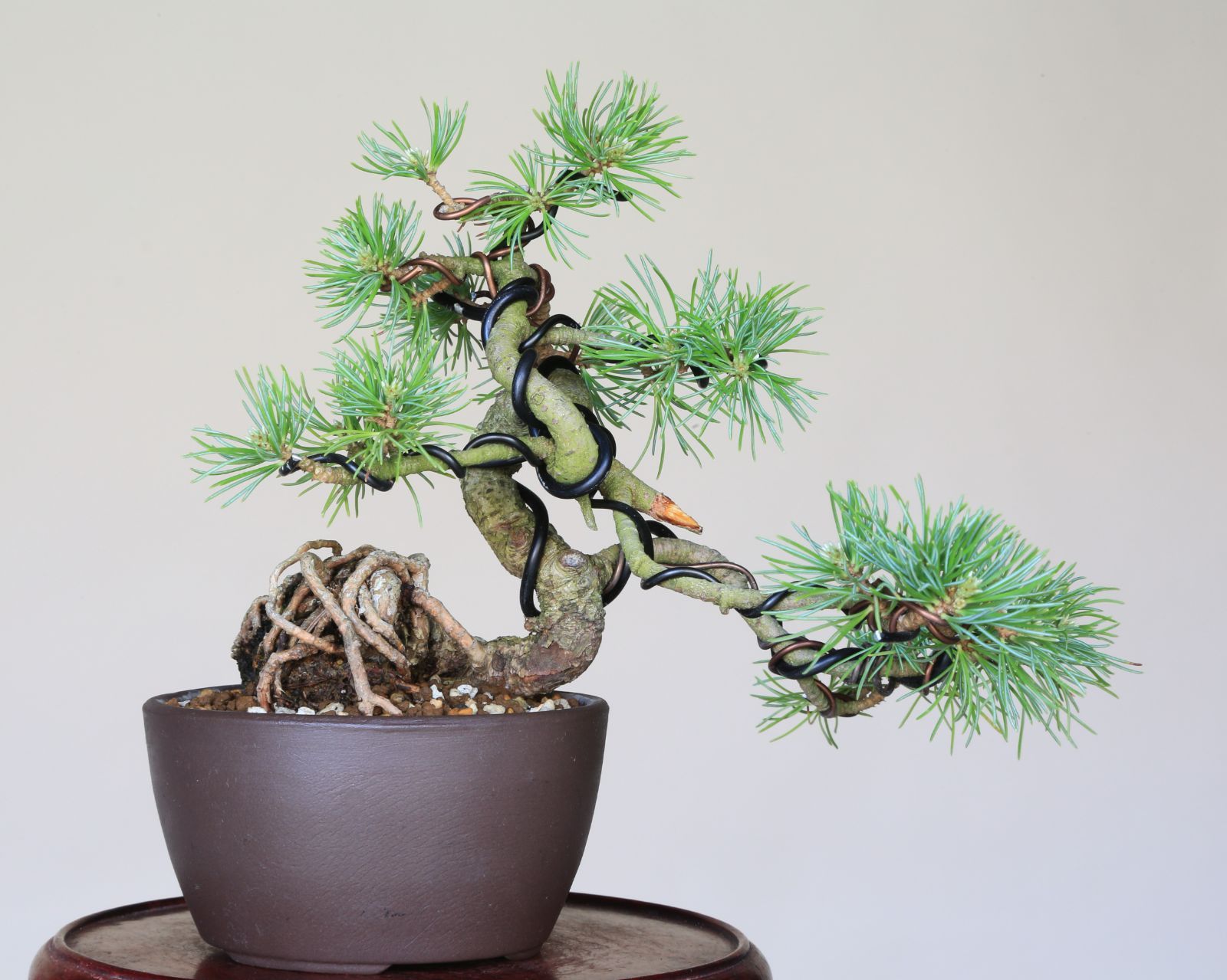 吾妻五葉松
