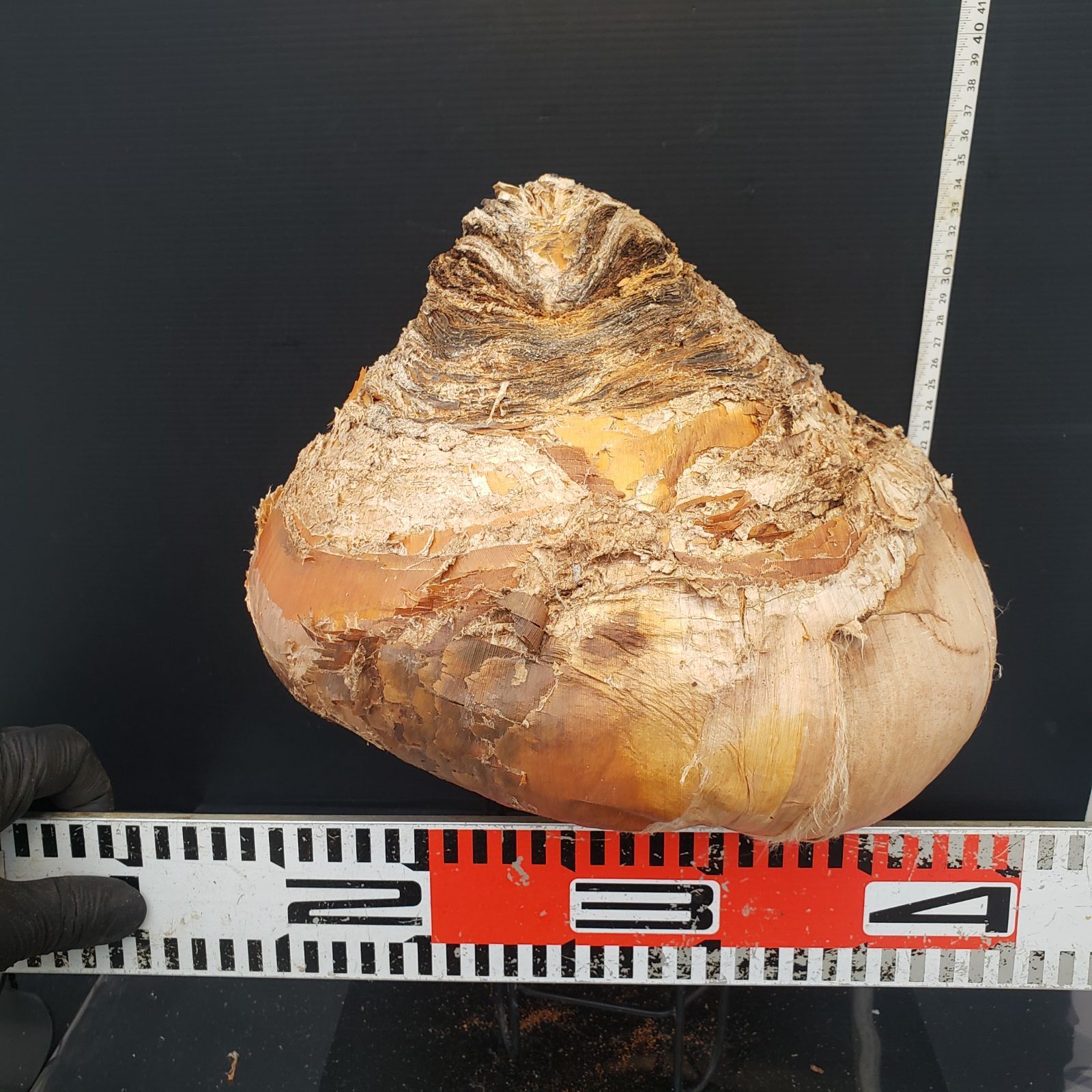 Z424 最新到着 Boophane ハエマンソイデス ML 現地球 抜き苗 球根植物 ブーファン ハエマンソイデス