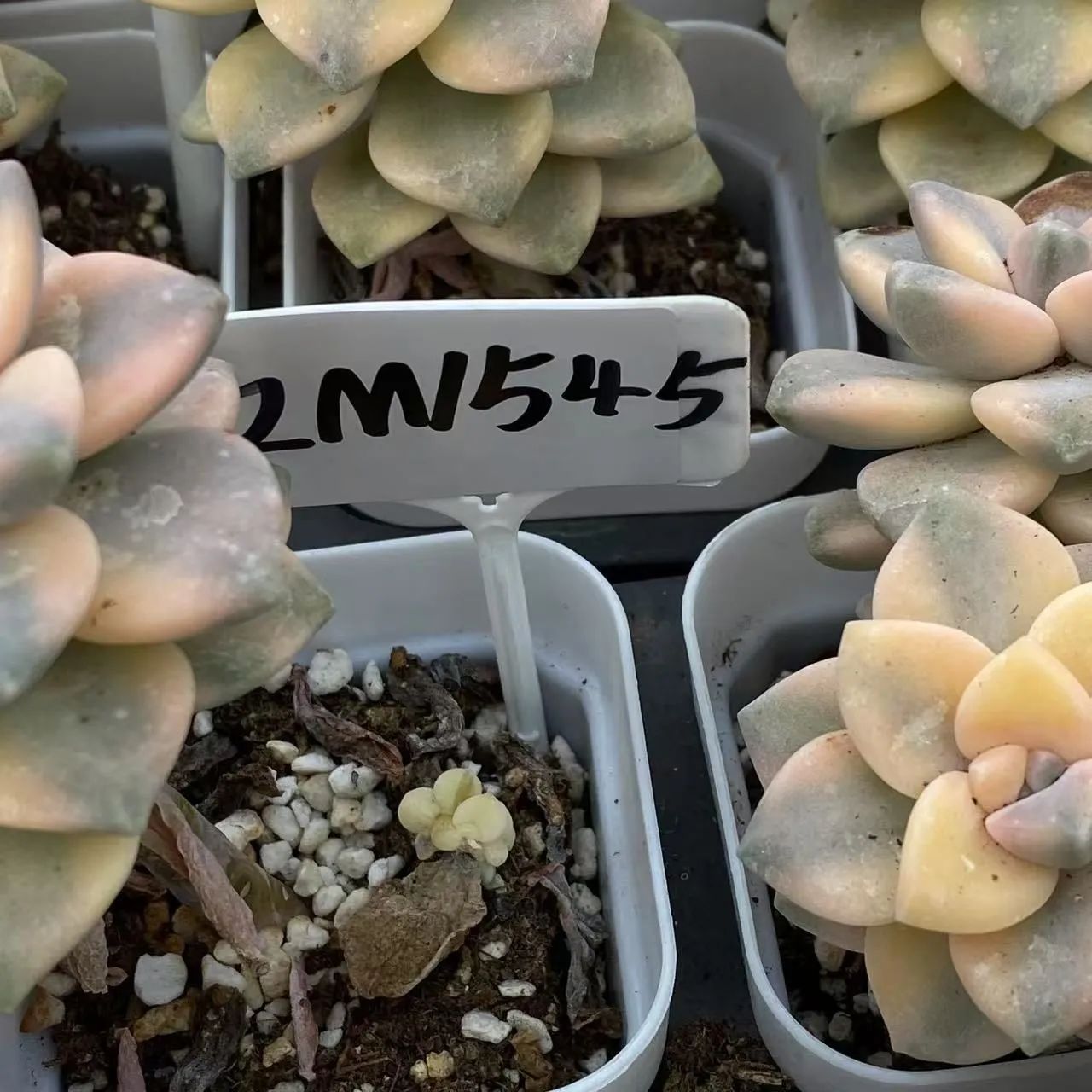 抜き苗 OPアイスジェイド MT628×40株 ふっくら 多肉植物