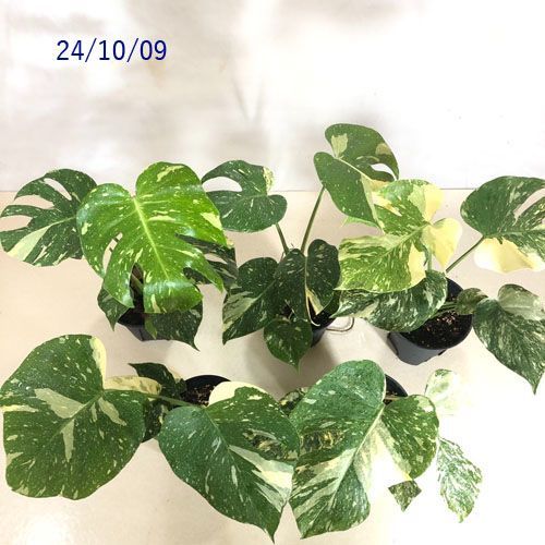 観葉植物 モンステラ デリシオーサ タイコンステレーション 5号【個体