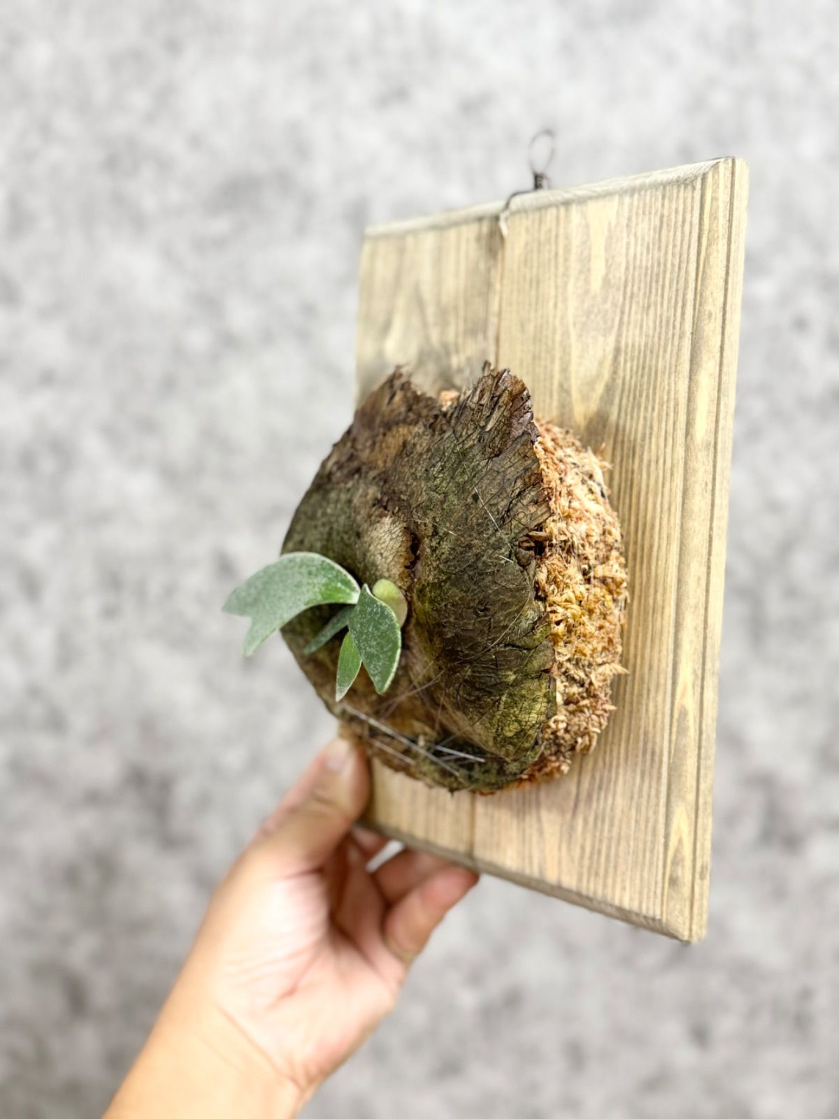 39 ＊希少限定一株！＊シルバードワーフ▽P.willinckii Wild syilver