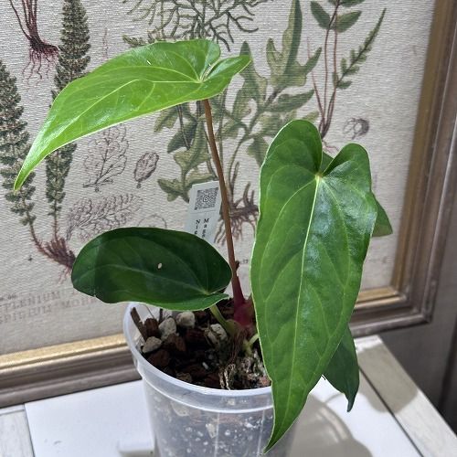 希少！ 観葉植物 アンスリウム Anthurium Magnificum×Nigrolaminimum 3.5号(個体おまかせ1鉢) インテリア 室内  オシャレ カワイイ 可愛い 室内 - メルカリ