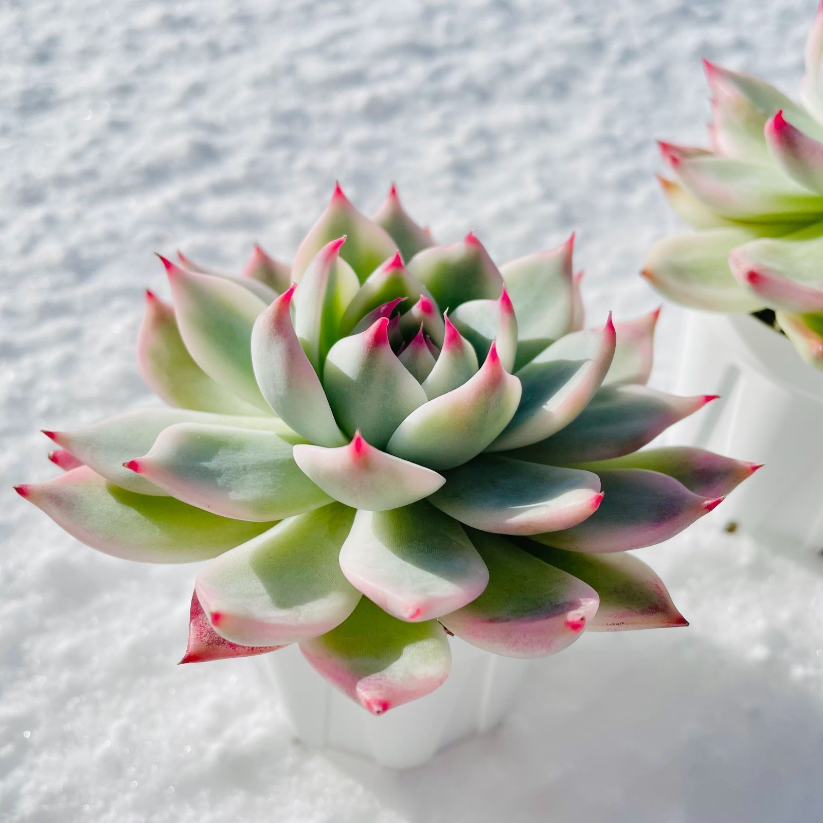 チワワエンシス錦 超美覆輪斑 多肉植物 【公式通販】 多肉植物