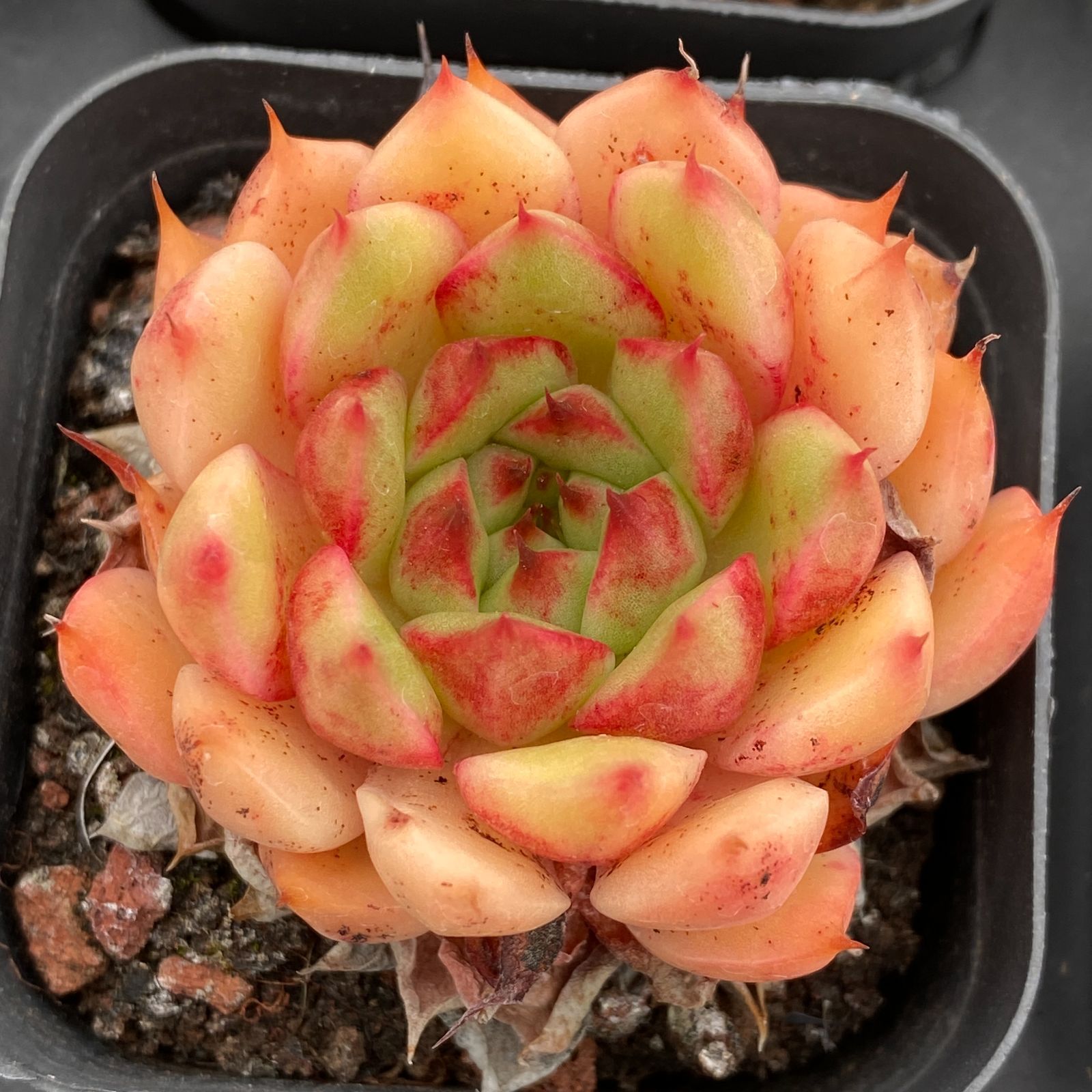 50株の抜き苗セット】シルバースノー 多肉植物 佐川急便発送