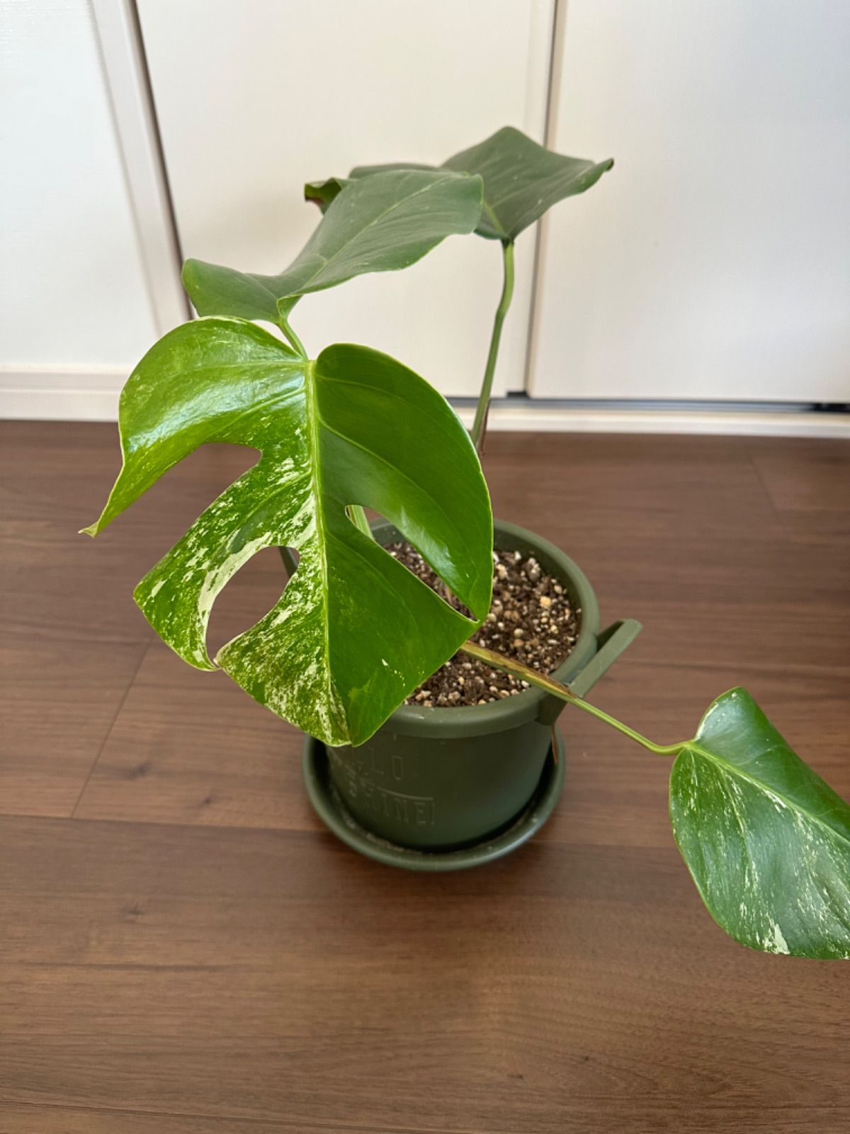 ブルーベリー 苗 2本セット 282