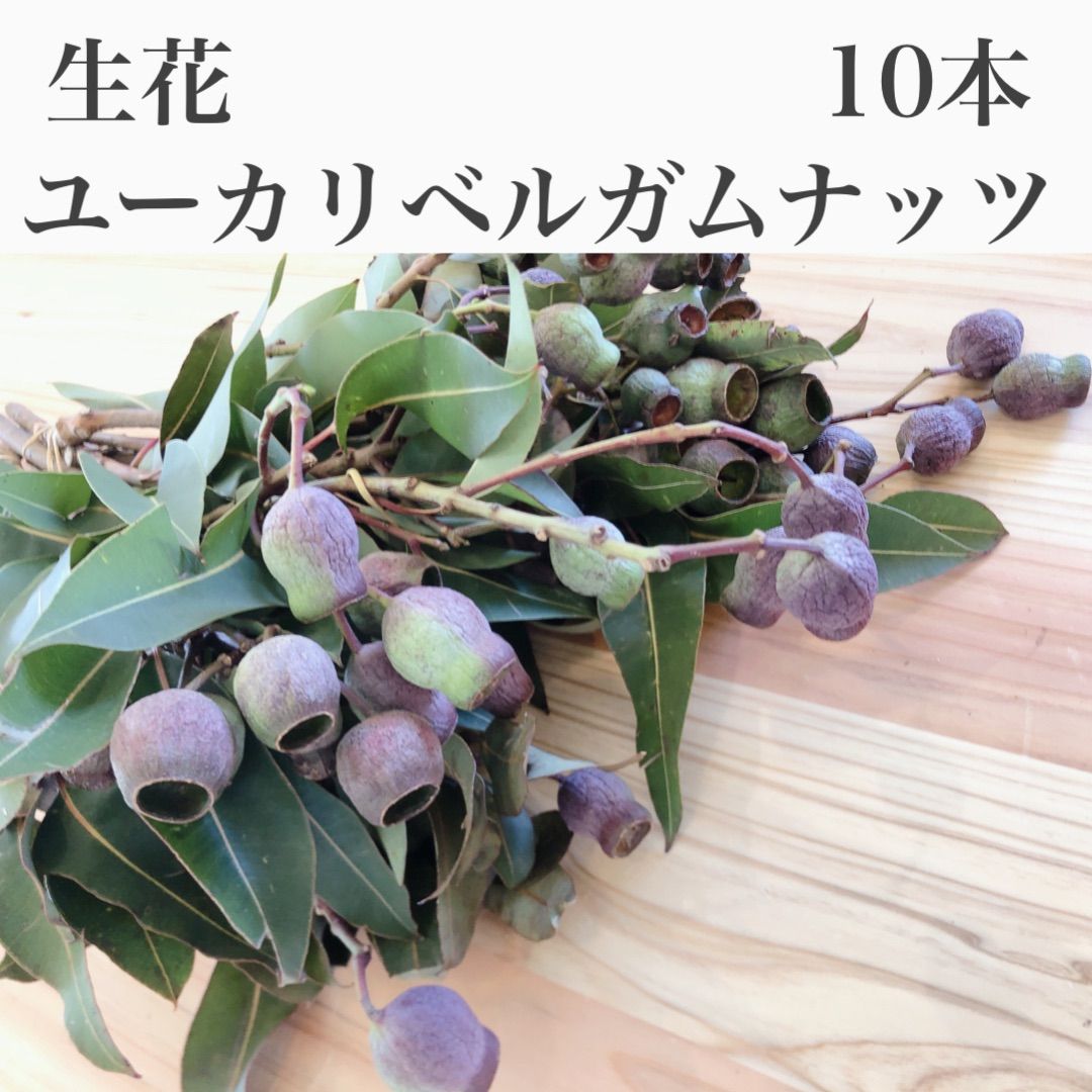 ユーカリ出品 Amazon｜Serwalin 100個 7種類 ミックスユーカリの葉 茎 バルク