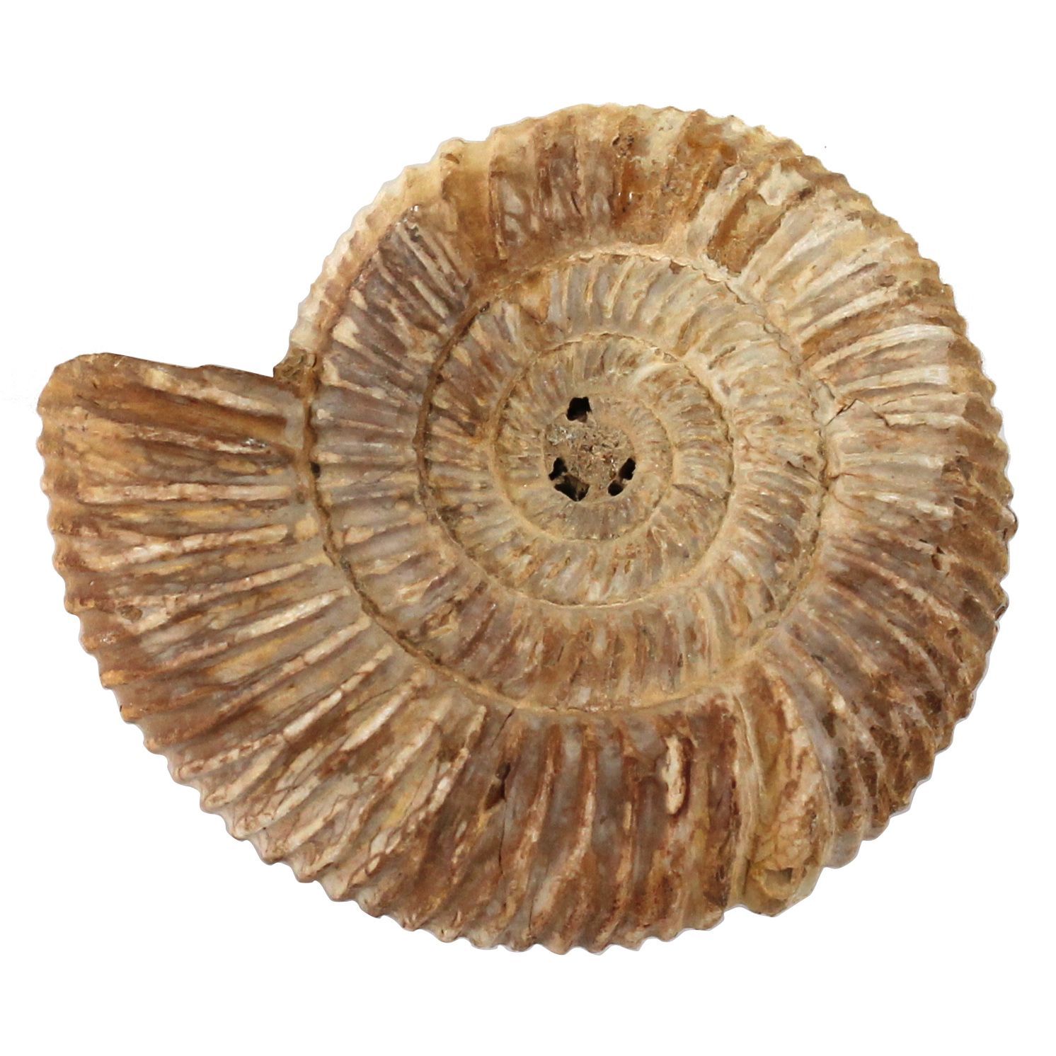 原石・全貌】アンモナイト 化石 標本 マダガスカル産 159g 80mm 肋が