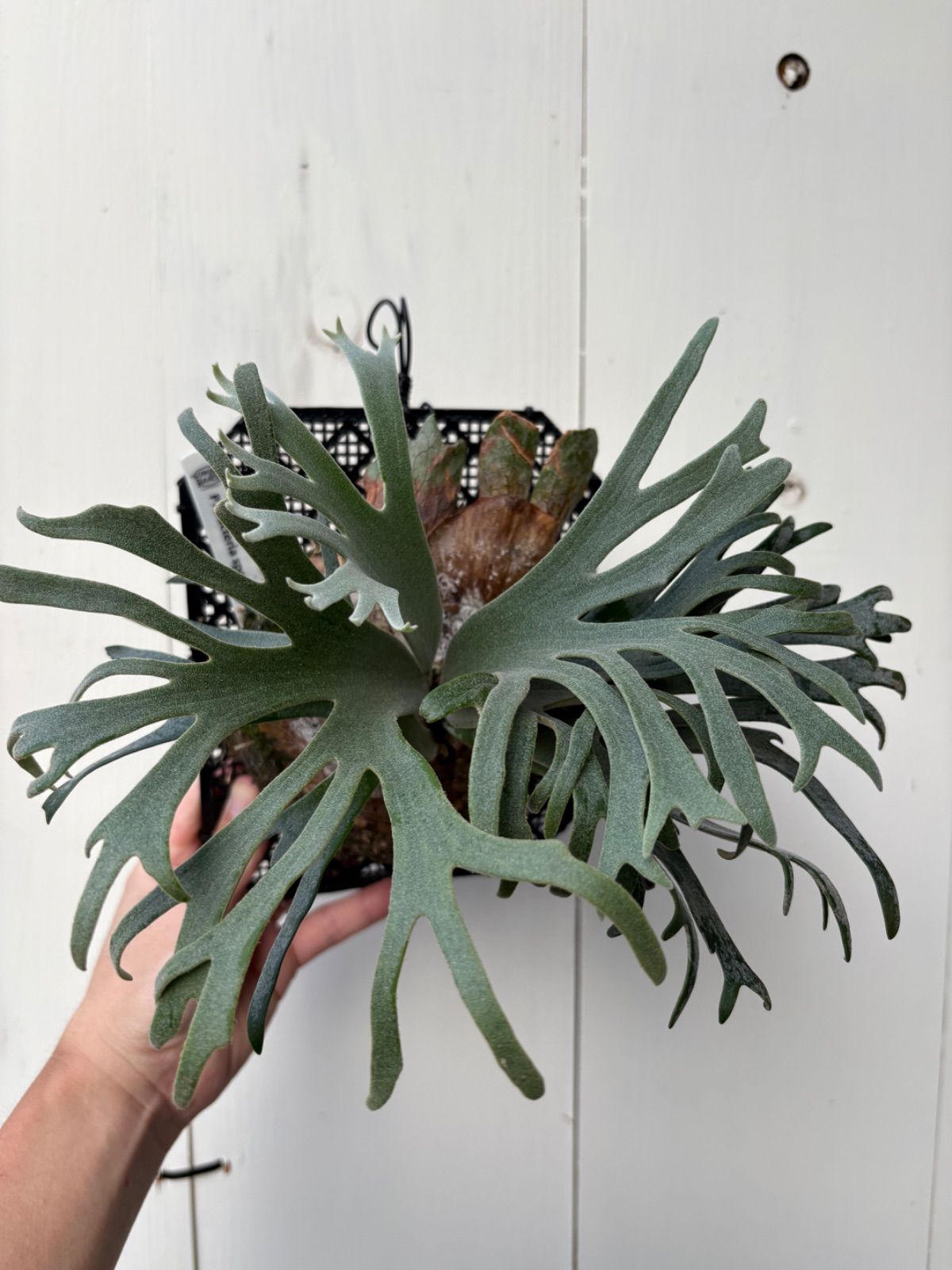 ビカクシダ P. Willinckii Bacteria spore バクテリア バクスポ YUZUMIYA_COM