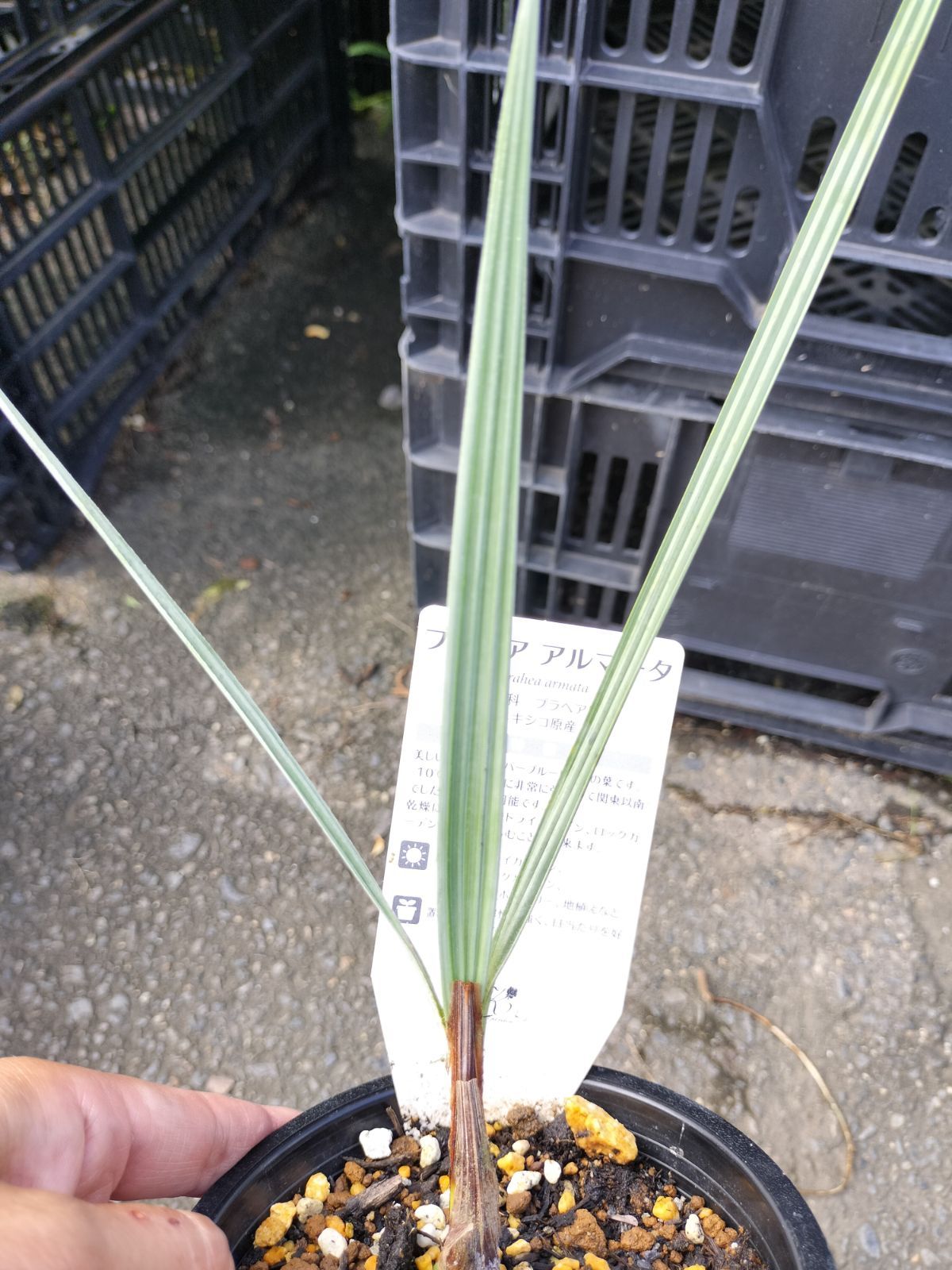 ブラヘア アルマータ 5苗 抜き苗発送 ブラヘアアルマータ【抜き苗