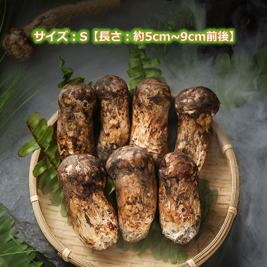 旬！松茸 1kg 箱売り （国産松茸価格表 (法人贈答用でもイン