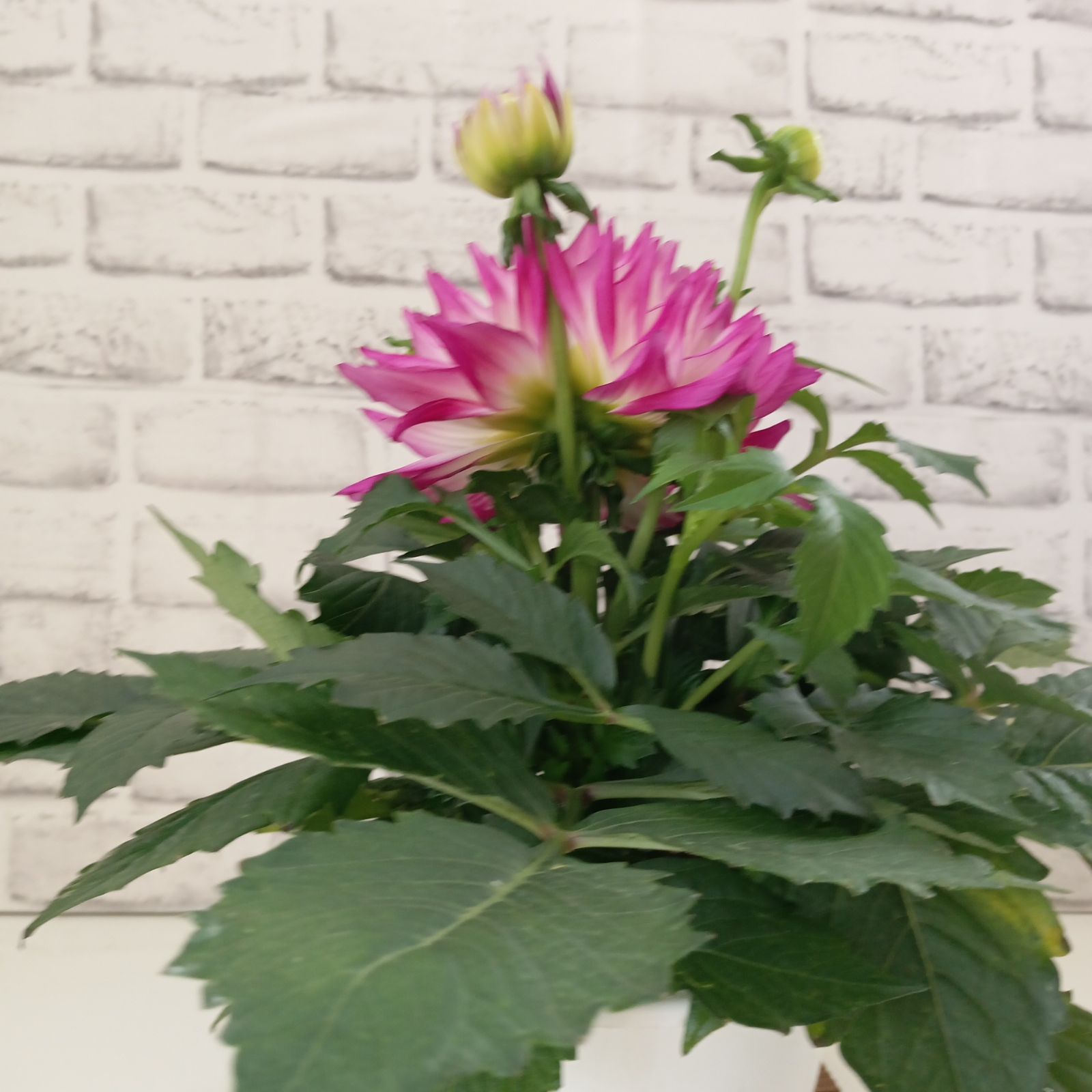 鉢花 観葉植物 ダリア ラベラマジョーレ 5号 インテリア 運気アップ