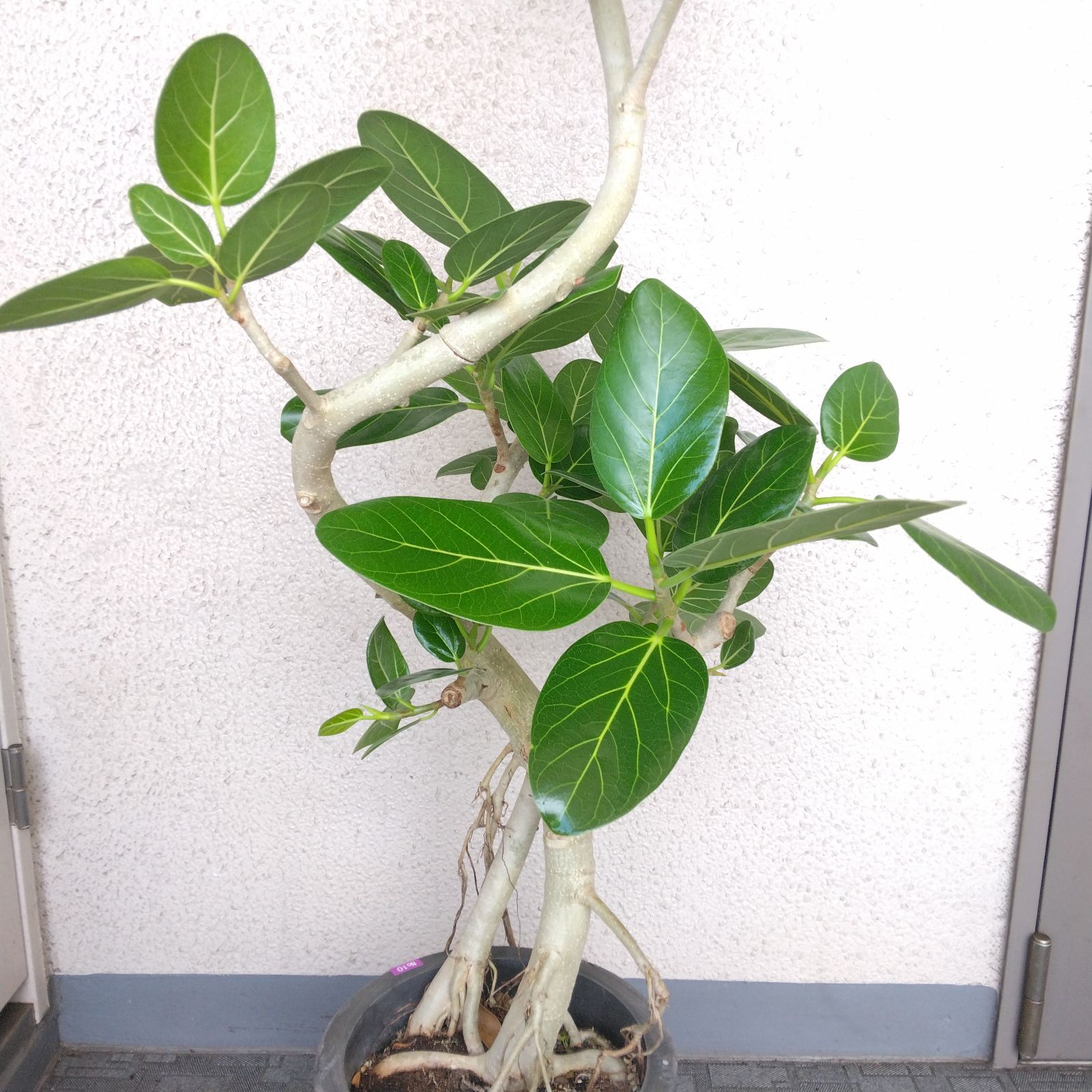 現品】フィカス・ベンガレンシス曲がり ゴムの木 樹形綺麗