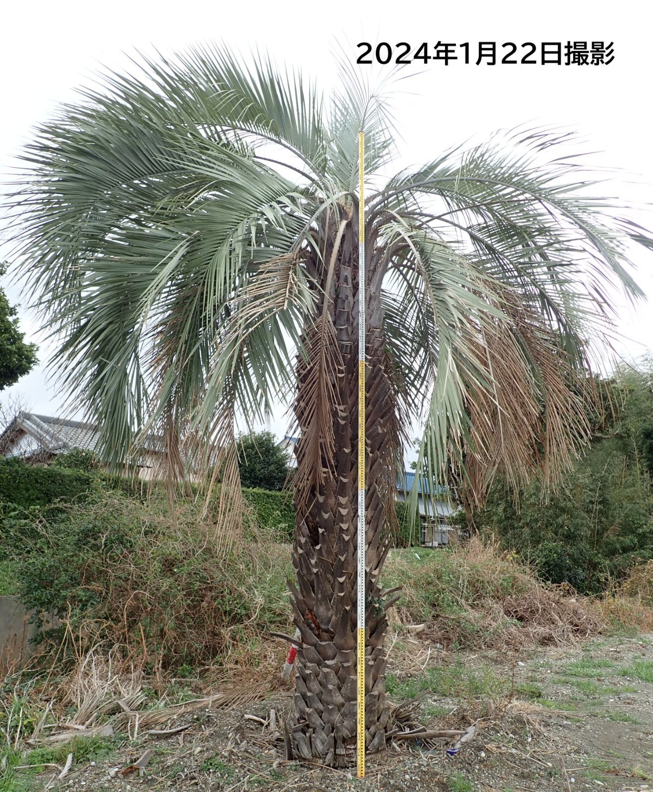 配達無料】植樹工事込み・巨大なココスヤシ。樹齢約80年 静岡県 