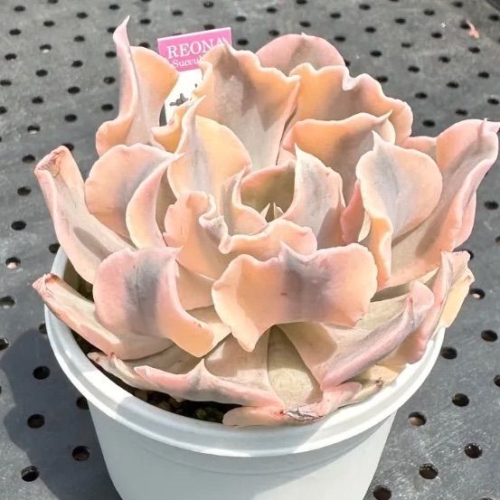 多肉植物　シャフラン錦　韓国苗 多肉植物 エケベリア シャフラン錦 大苗 韓国苗 新入荷 10/11 一