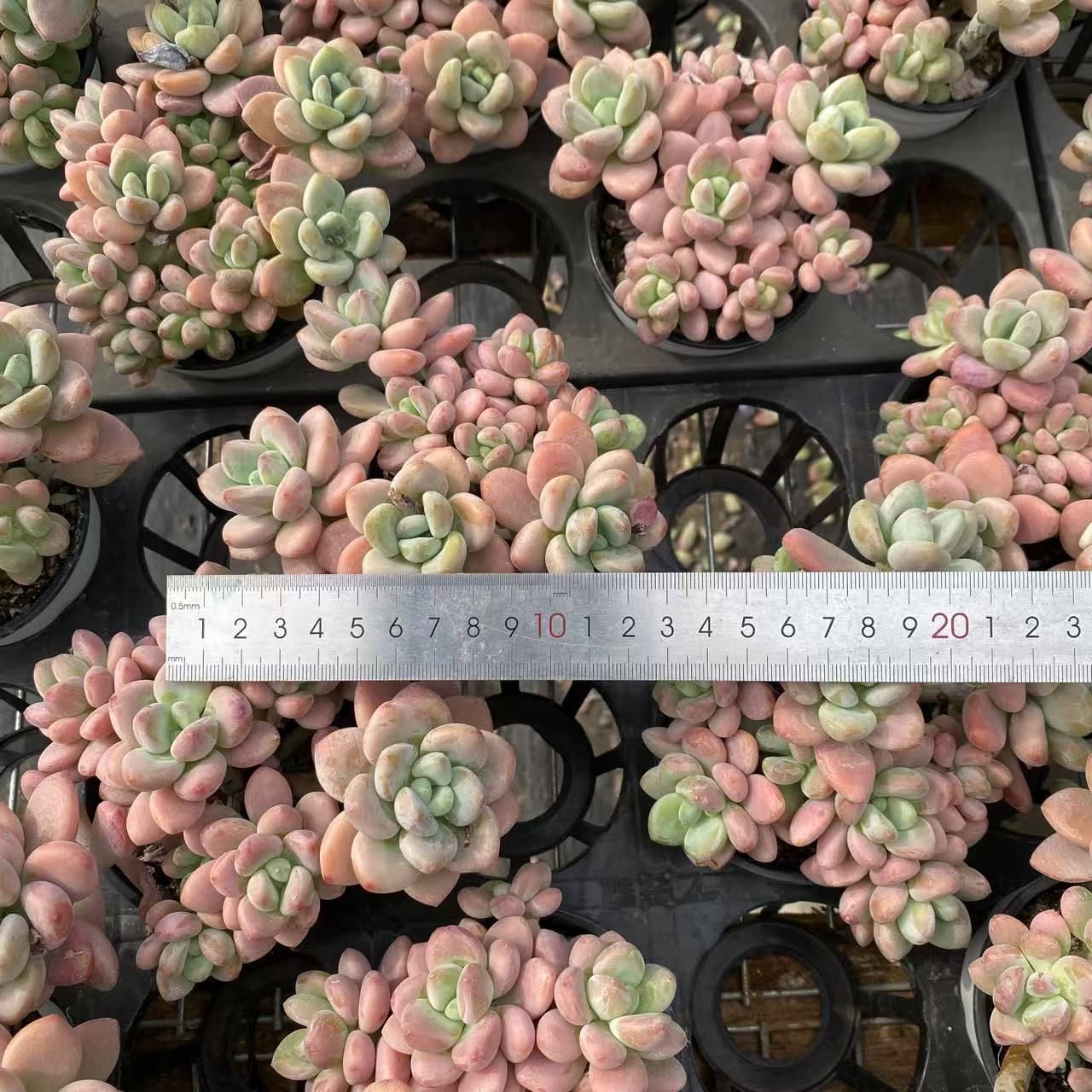 新入荷 ローシン ZM1536×18鉢 抜き苗 多肉植物 アエオニウム