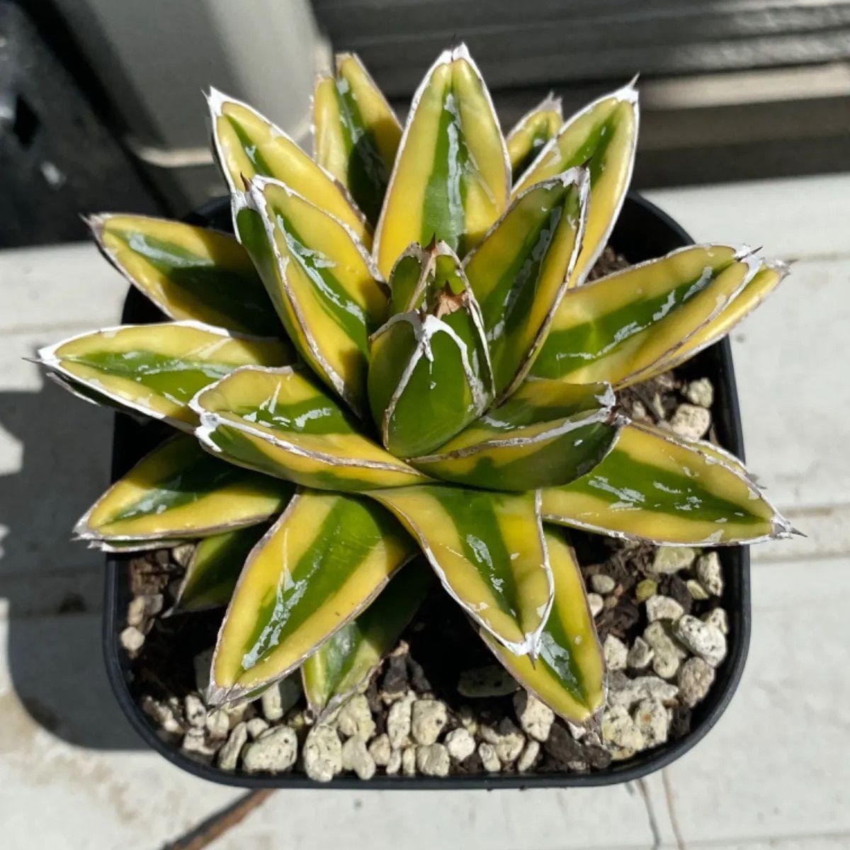 M*0様 多肉植物・アガベ•笹の雪の黄覆輪•輝山・美しい斑入り　大株 笹の雪黄覆輪 アガベ | toA Succulent