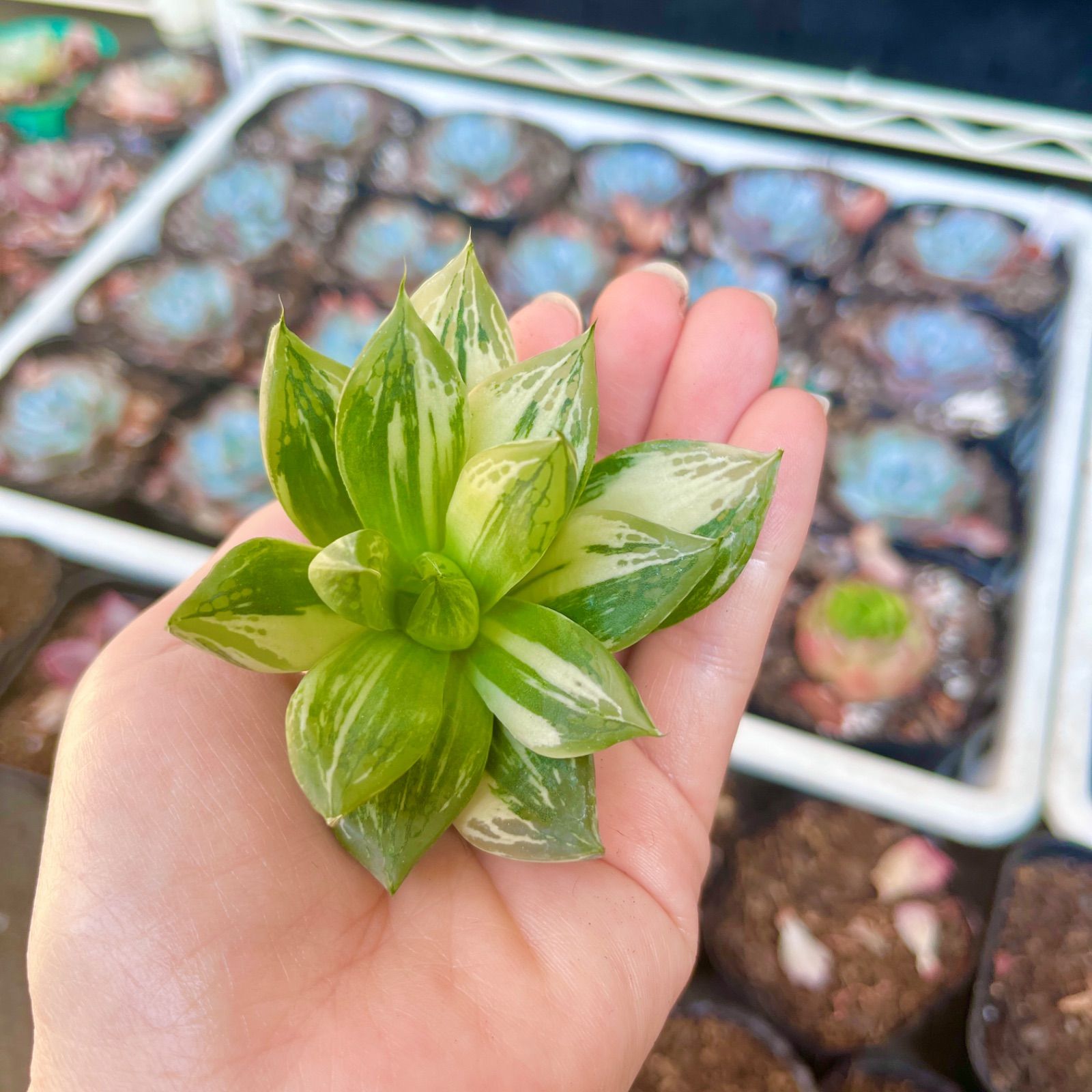 予約販売 本 新品 未使用 多肉植物 ハオルチア オブツーサ錦 植物 観葉植物 Www Bergenvarmesenter No Www Bergenvarmesenter No