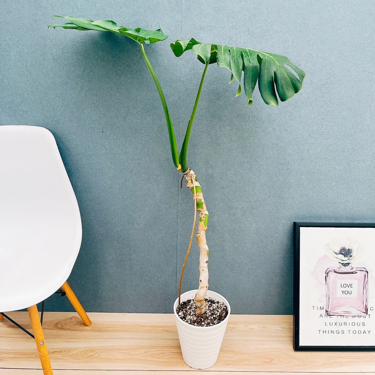 現品］【希少】4番 モンステラ 幹上がり 7号 観葉植物 室内 大型