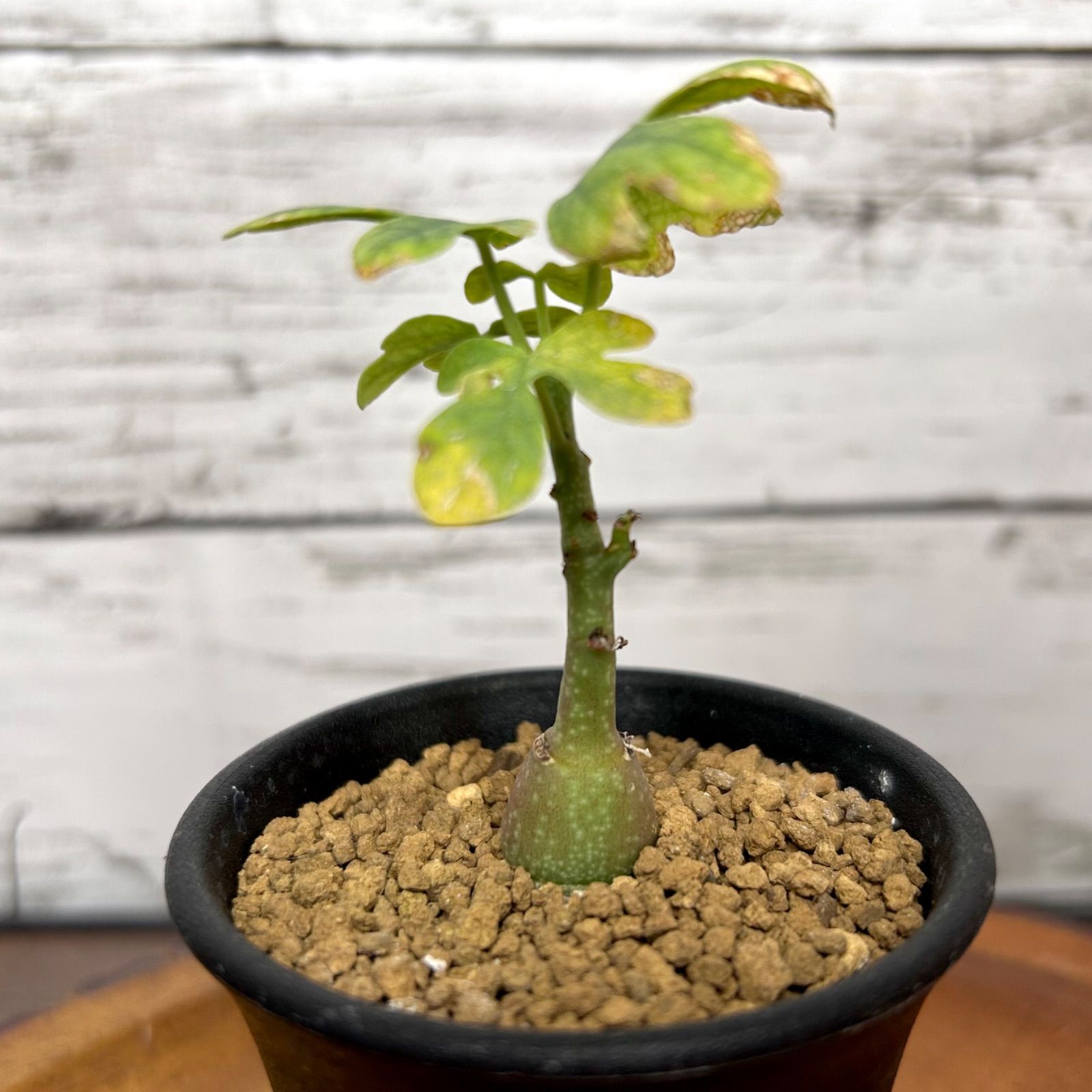 美株】アデニアグラウカ 塊根植物 コーデックス アデニア 多肉植物