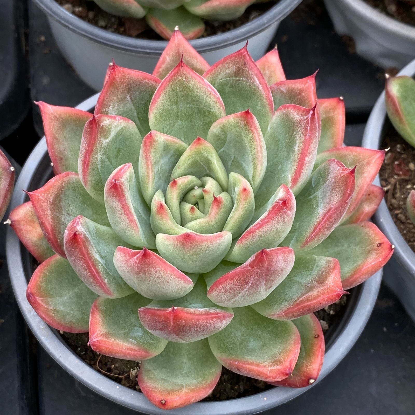 NGN1434×35 フローラ単頭 抜き苗 多肉植物 アエオニウム エケベリア 韓国苗