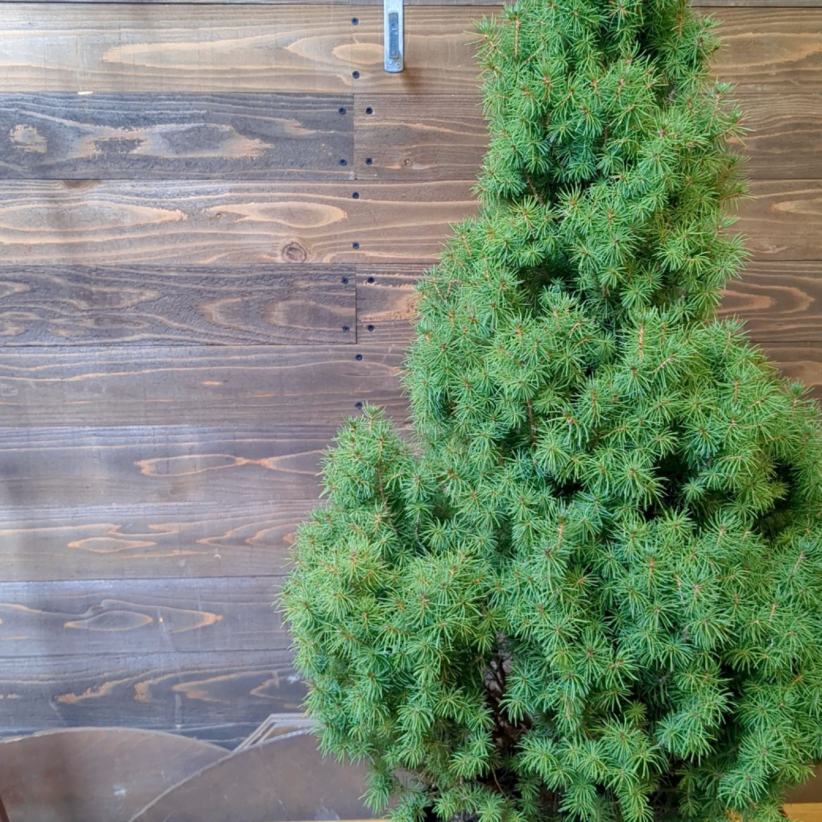 コニファー コニカ【 現品 】クリスマスツリーにも！鉢のまま発送