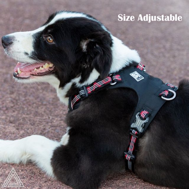 機能性 小型犬