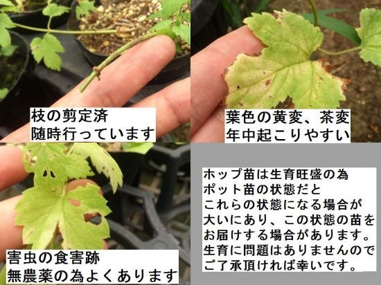 チヌーク 雌株