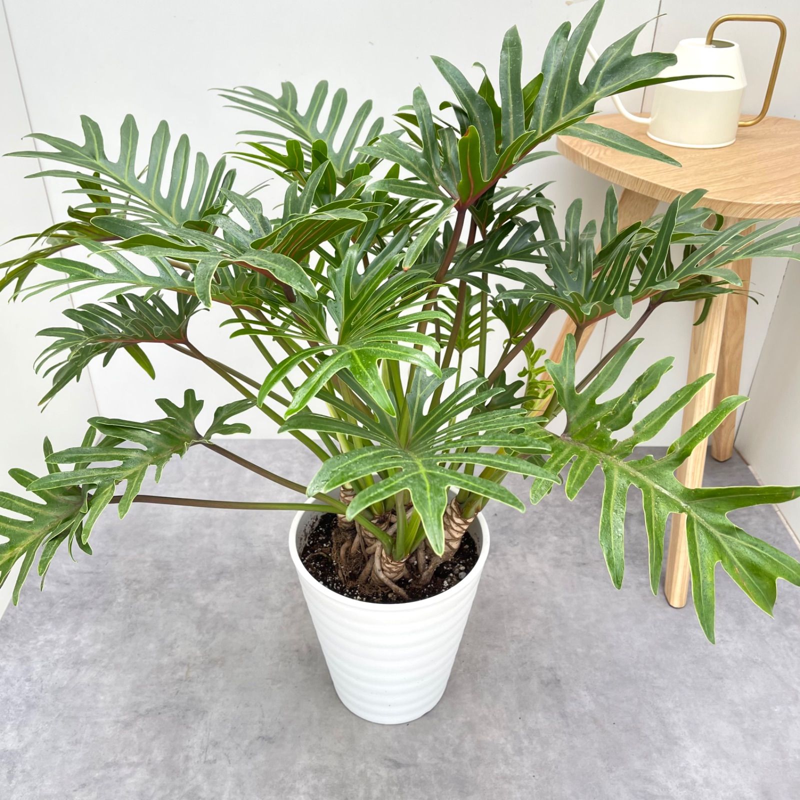 観葉植物