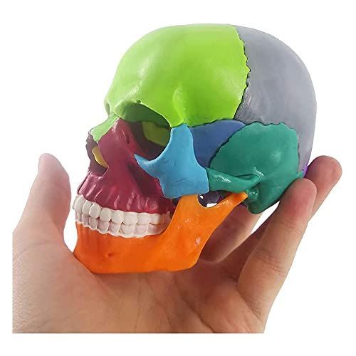 歯科用 頭蓋骨模型 | 頭蓋骨模型 歯科 学校 病院 教材用 (white) | BIMU | 人体模型・解剖モデル