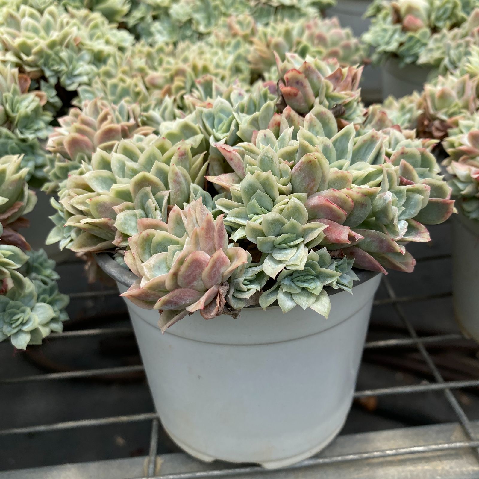 NGN1435×35 アイス片錦群 抜き苗 多肉植物 アエオニウム エケベリア 韓国苗