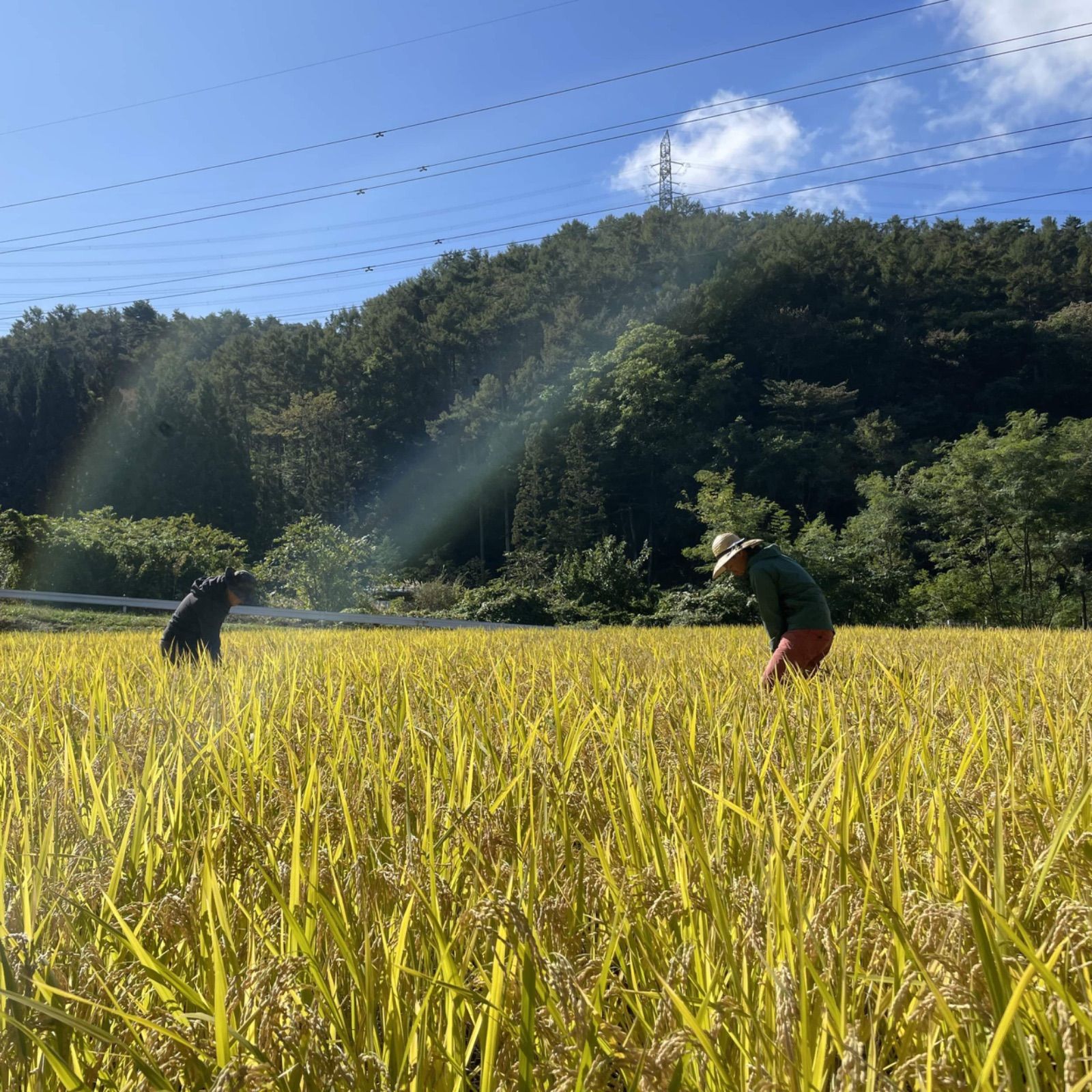 新米R6年産】長野県塩尻産イセヒカリ(自然栽培・天日干し)玄米60