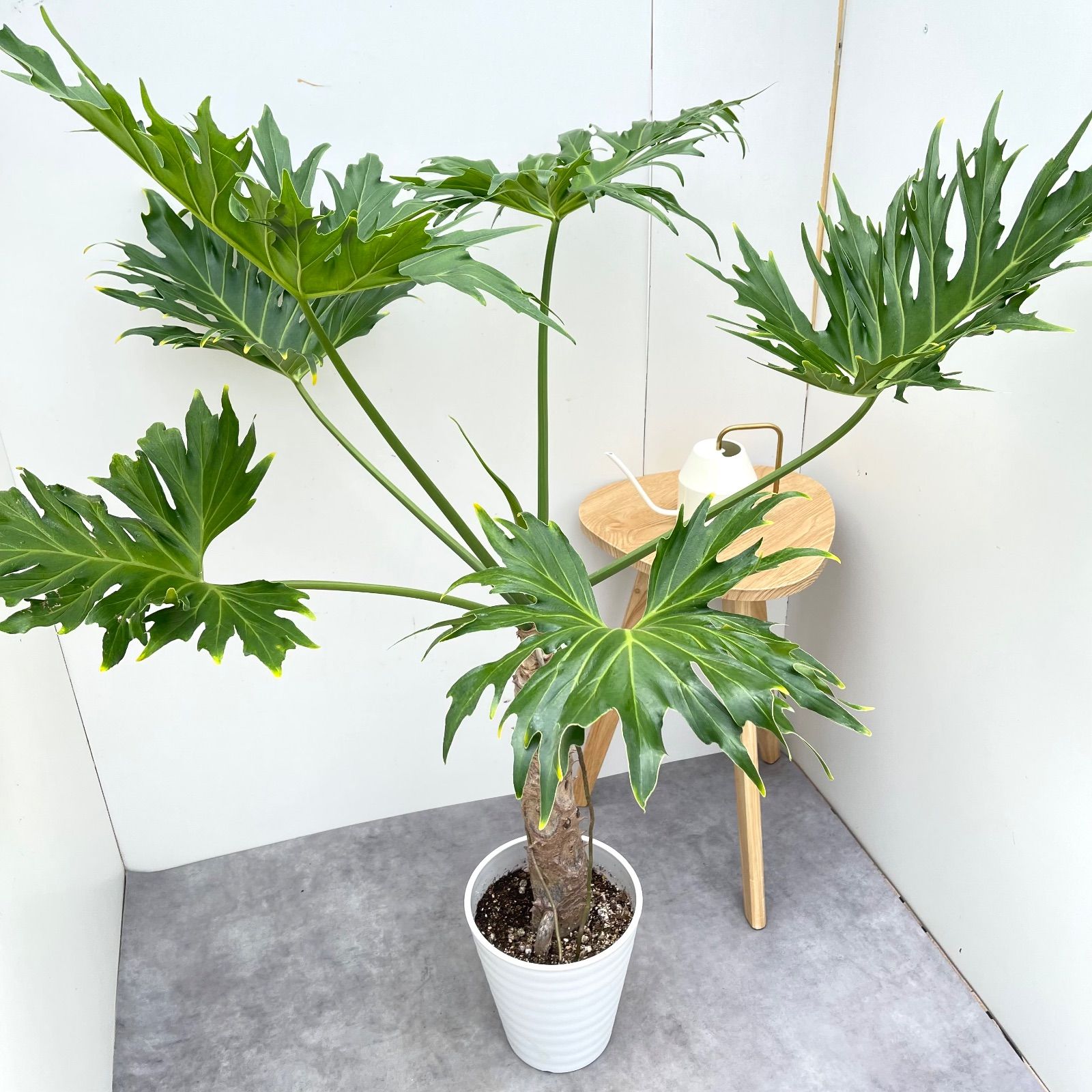 セローム　ドワーフ　8号鉢つき　3株植え❗ セローム ドワーフ 8号鉢つき 3株植え? セローム ドワーフ 8号鉢つき 3