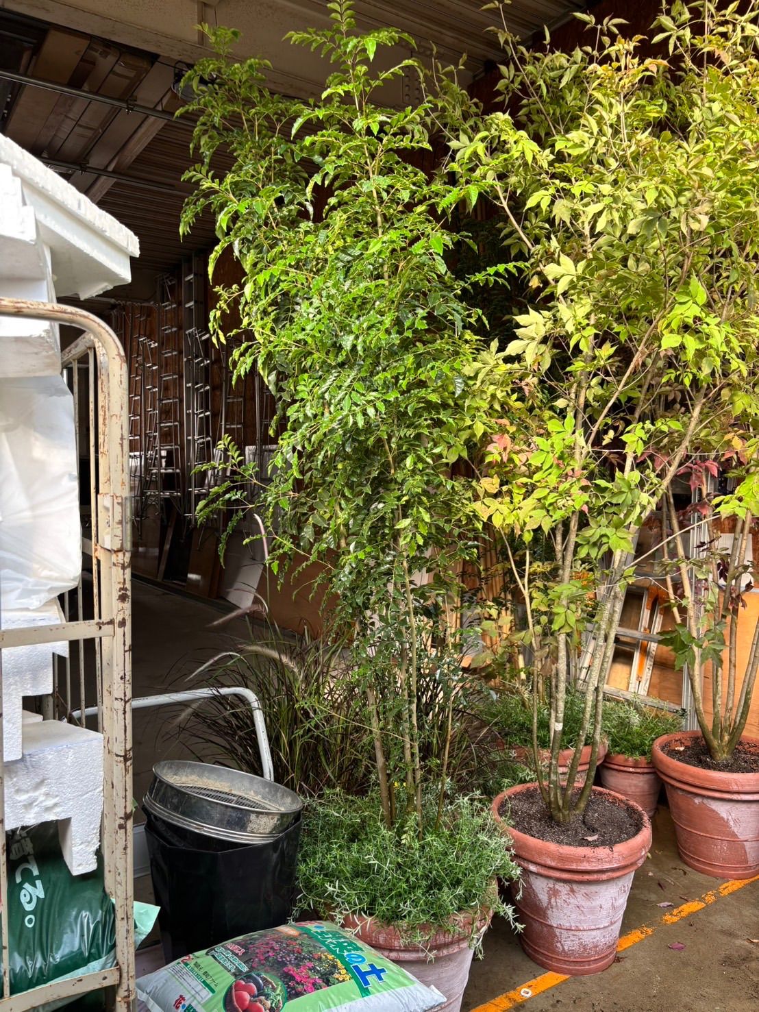 アオダモ 株立 鉢植え 庭木 ガーデニング 植木 外木