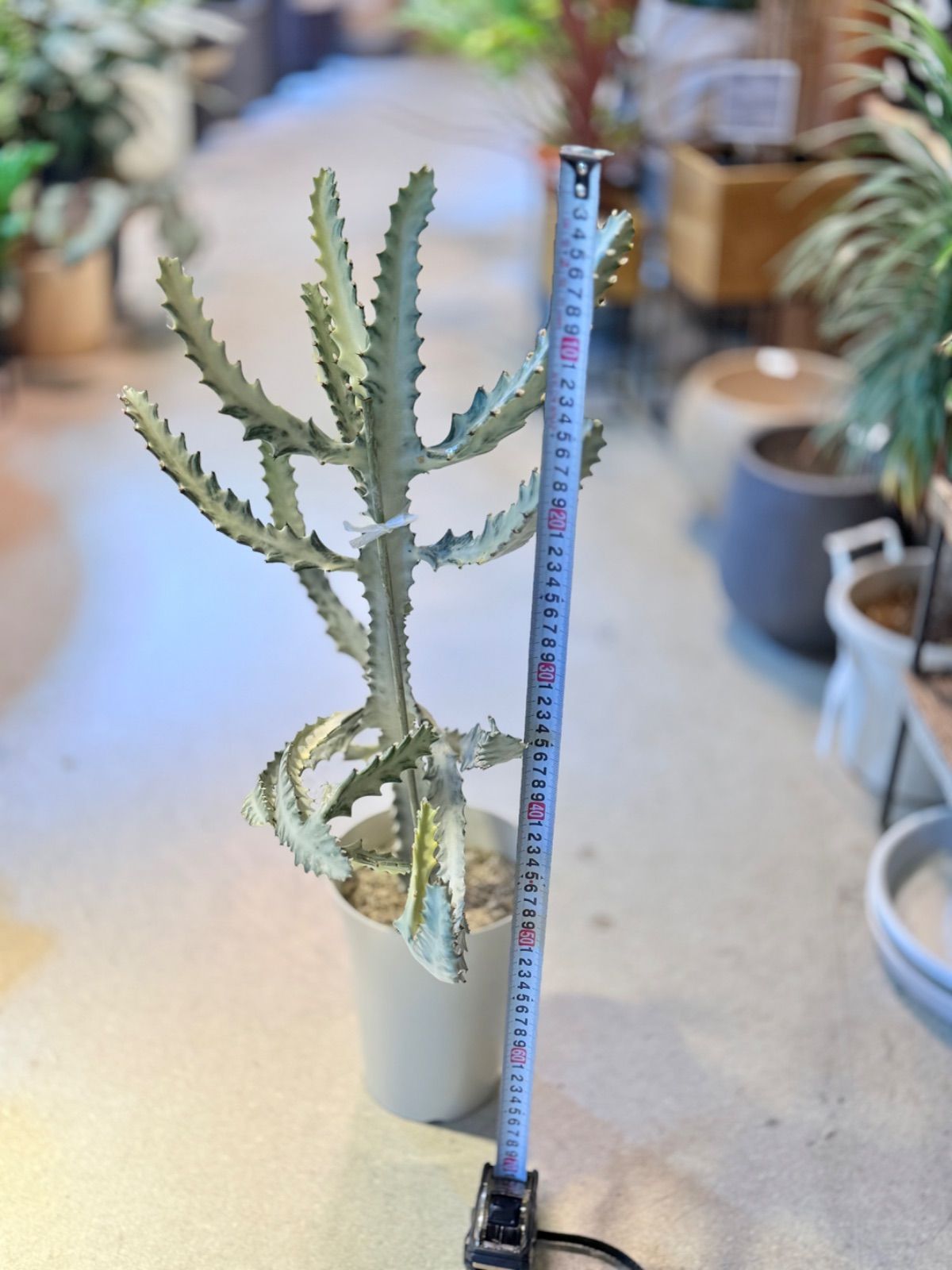 人気 ユーフォルビア