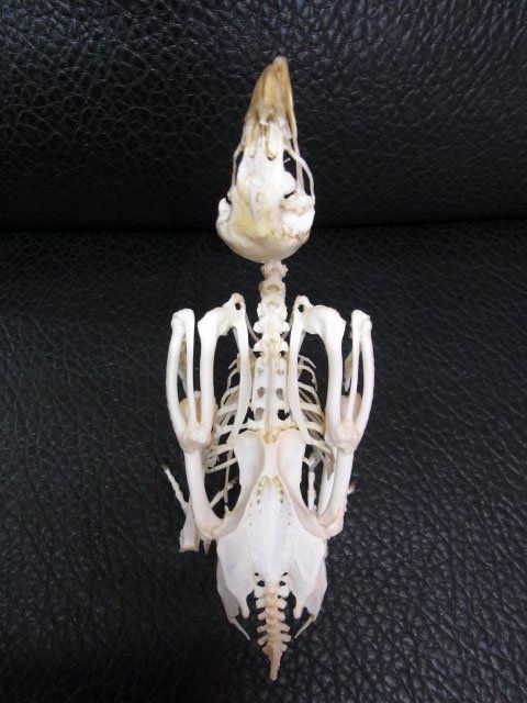 ニワトリ（セラマ種）全身骨格標本