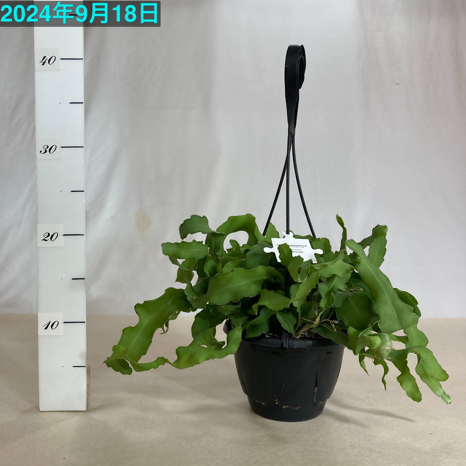 多肉植物 リプサリス グアテマレンシス 5号吊り鉢(個体おまかせ1鉢
