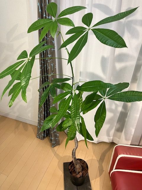 パキラ（幹曲がり樹形）A8 観葉植物 現物販売 パキラ（発財樹