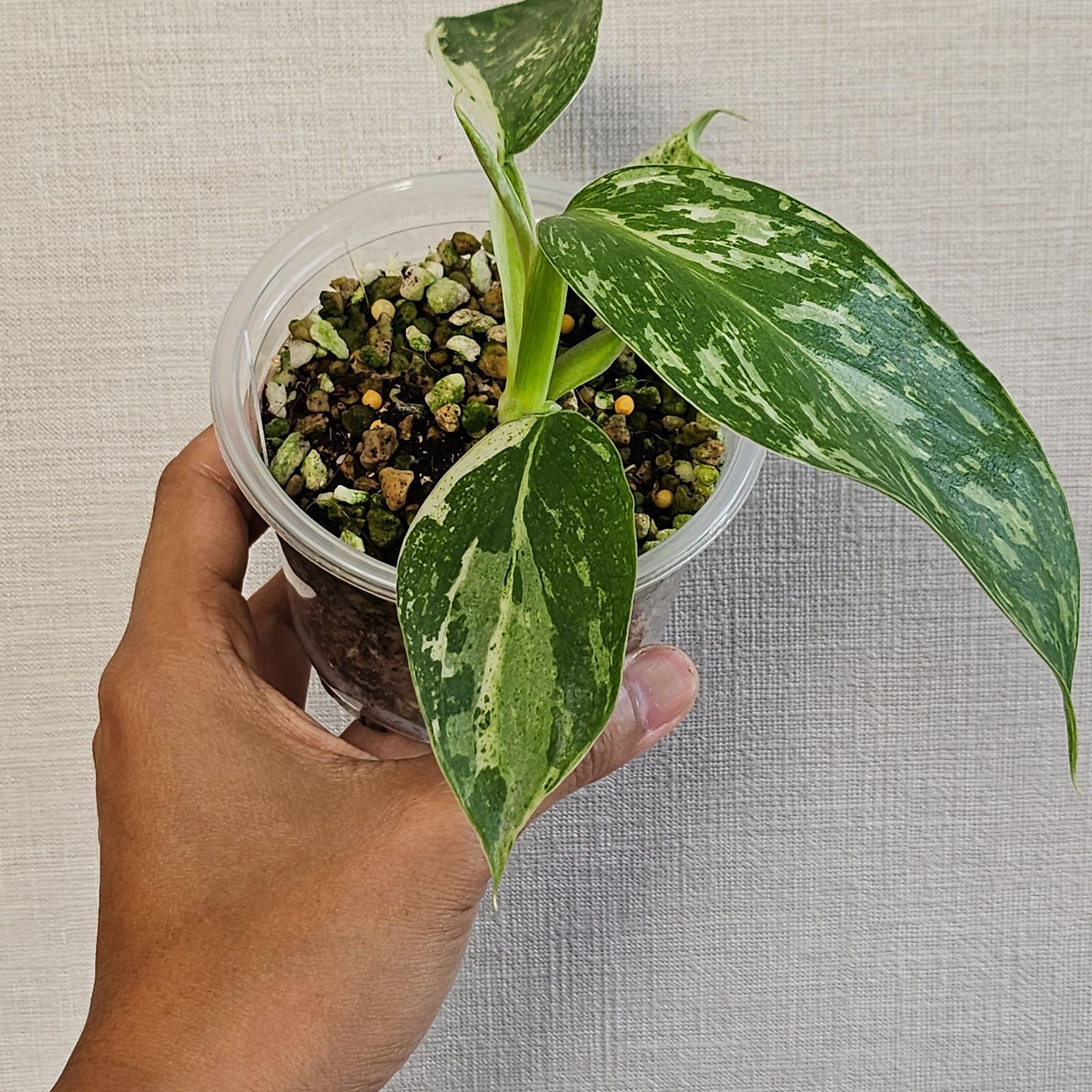 フィロデンドロン ジョセボーノ〕Philodendron Jose Buono 斑入り 観葉植物 - メルカリ