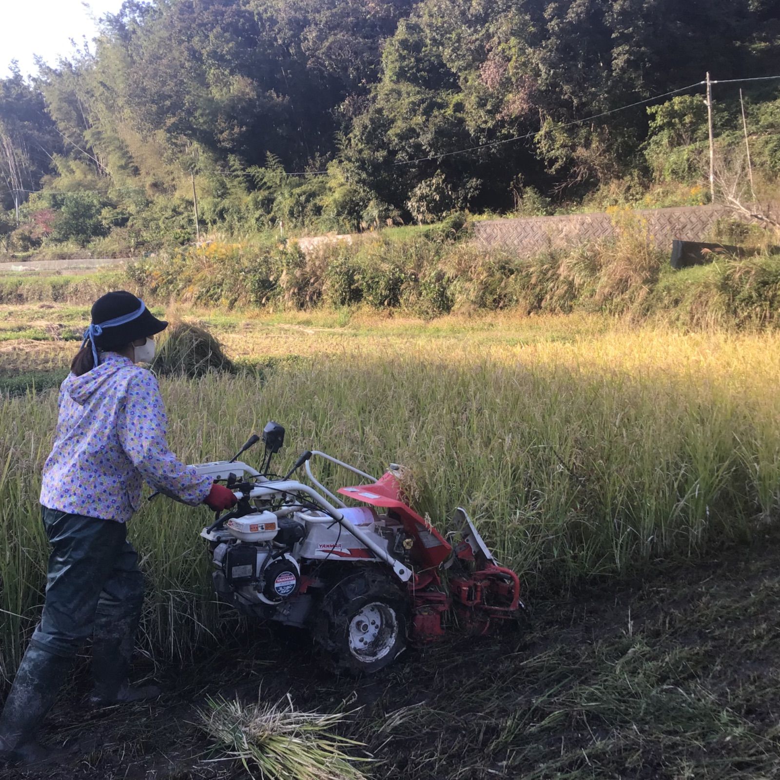 天日干し 生きものいっぱいで地球に優しい朝日米 令和6年度 玄米 2キロ 岡山産 - メルカリ