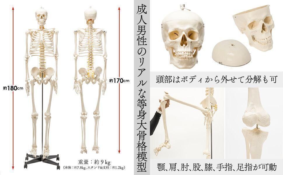 等身大人体模型 クーポン実施中 170cm 神経根有り 全身骨格模型 骨格標本