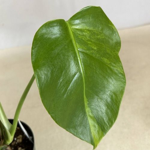 観葉植物 葉傷みあり 斑入りモンステラ ボルシギアナ オーレア