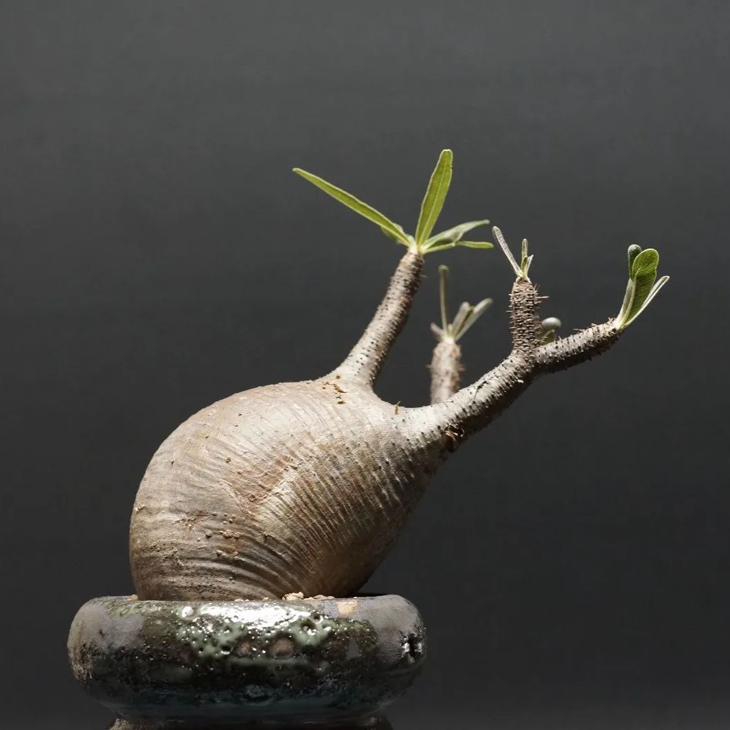 Pachypodium Gracilius