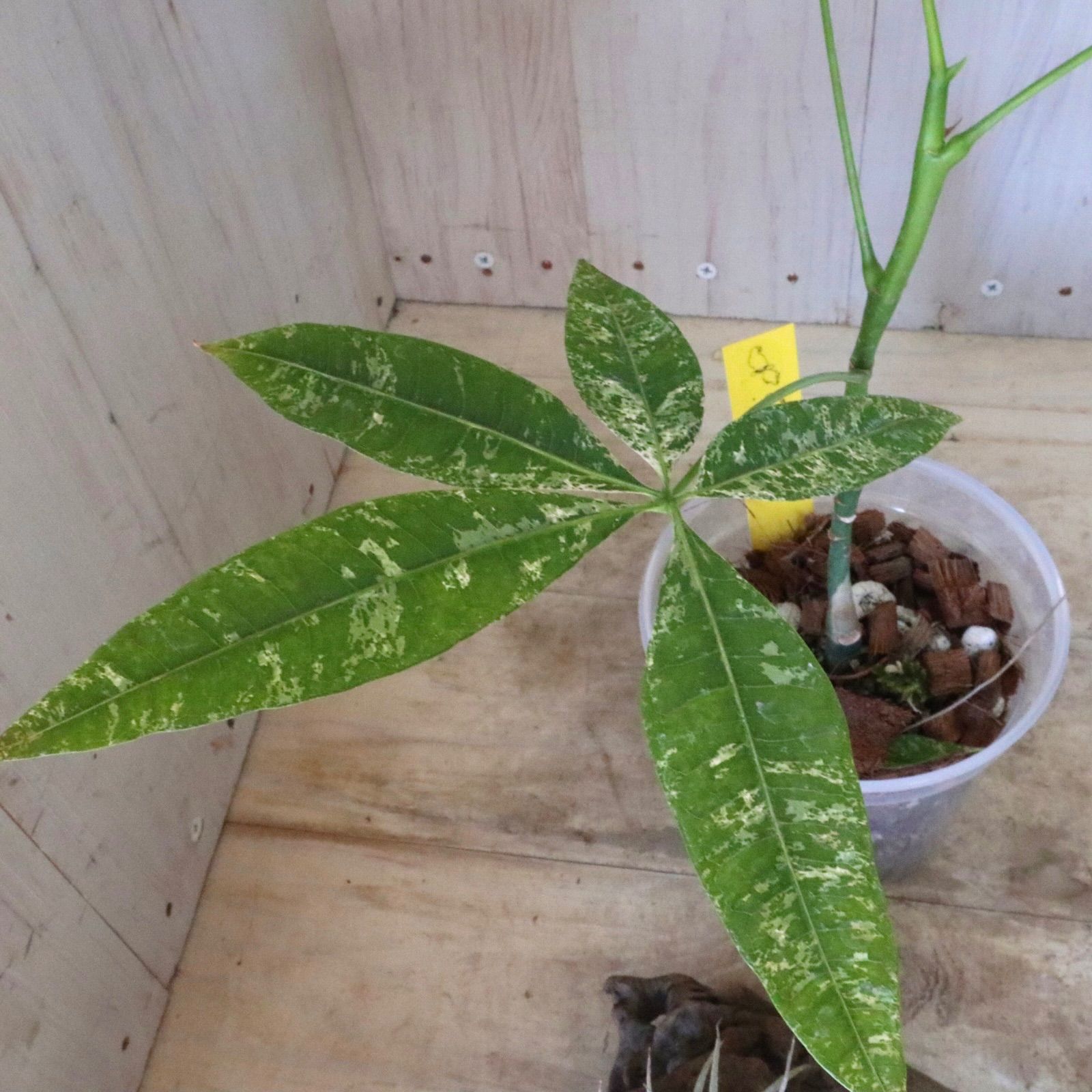 安い 実生苗♡斑入り♡パキラ♡ミルキーウェイ♡希少♡
