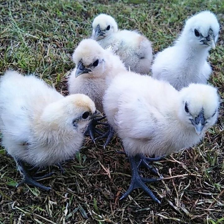 東京烏骨鶏の卵 烏骨鶏 ニワトリ 放し飼い有精卵 送料無料 6個