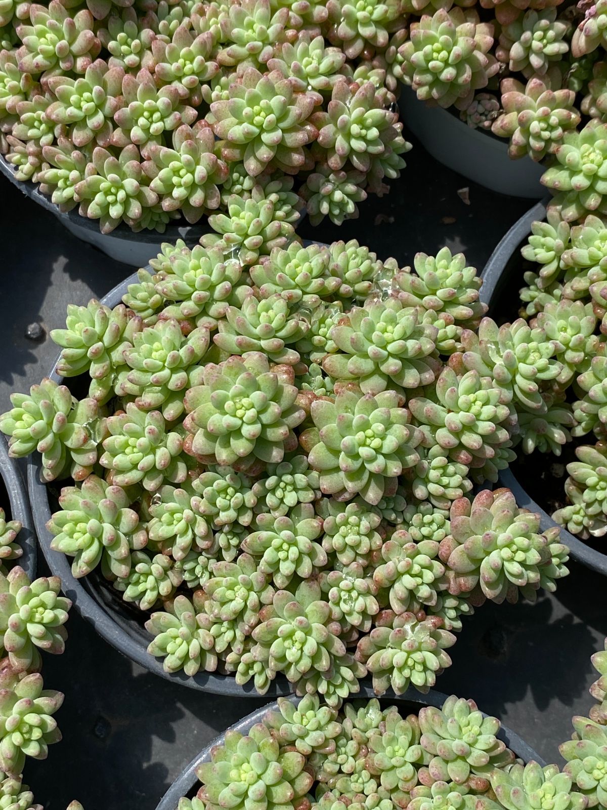 限定特価 超人気商品【1鉢の土鉢付きセット】花団錦！ 多肉植物 第四