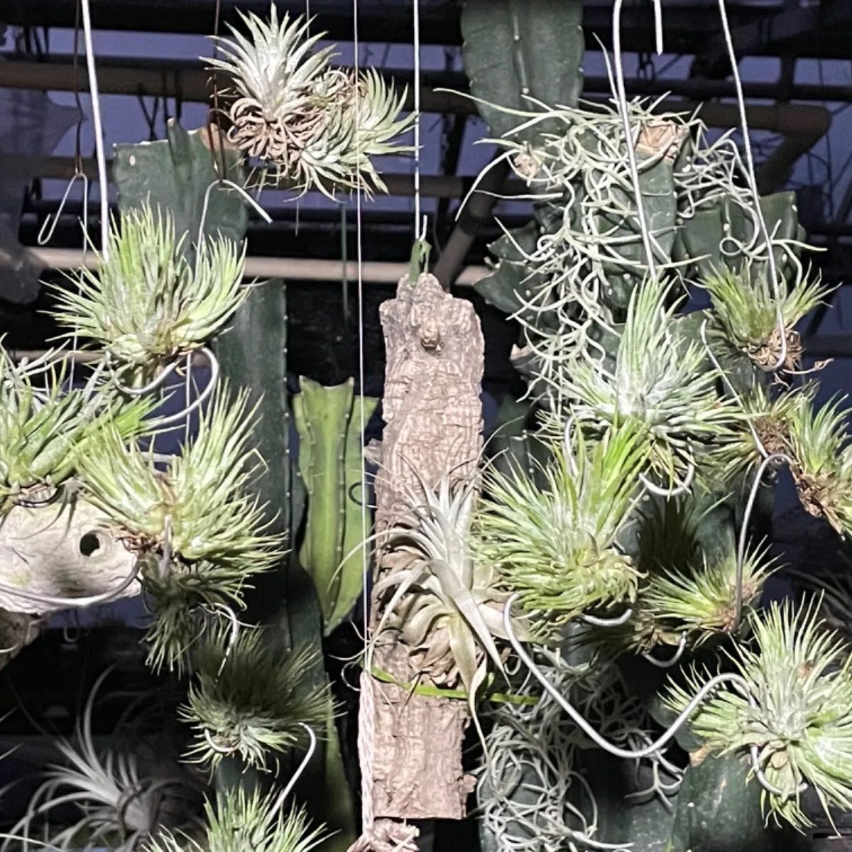 チランジア アルゼンチナ(アルゲンティナ) Tillandsia argentina＊エア