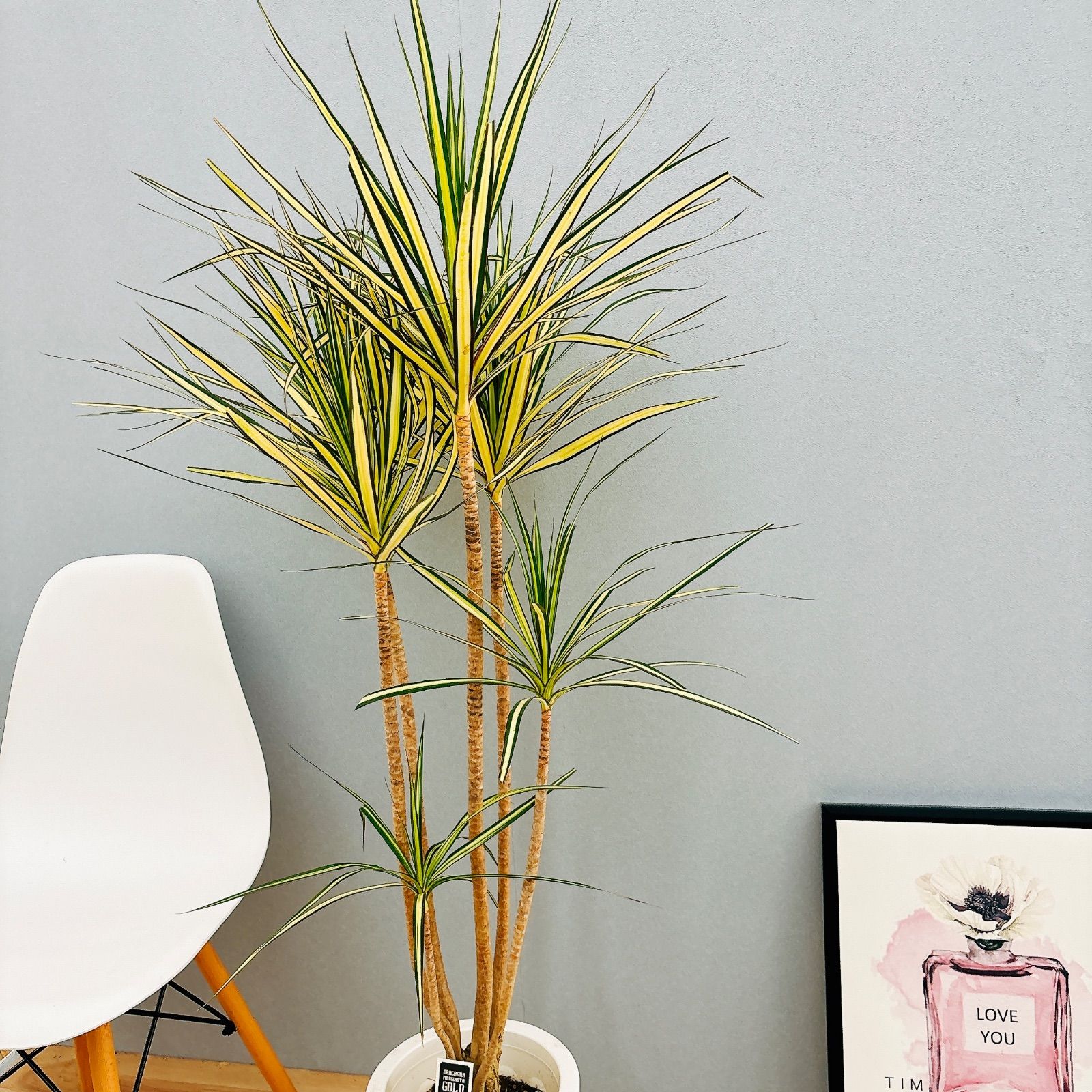 在庫］【希少】ドラセナ コンシンネ マジナータゴールド 8号 観葉植物