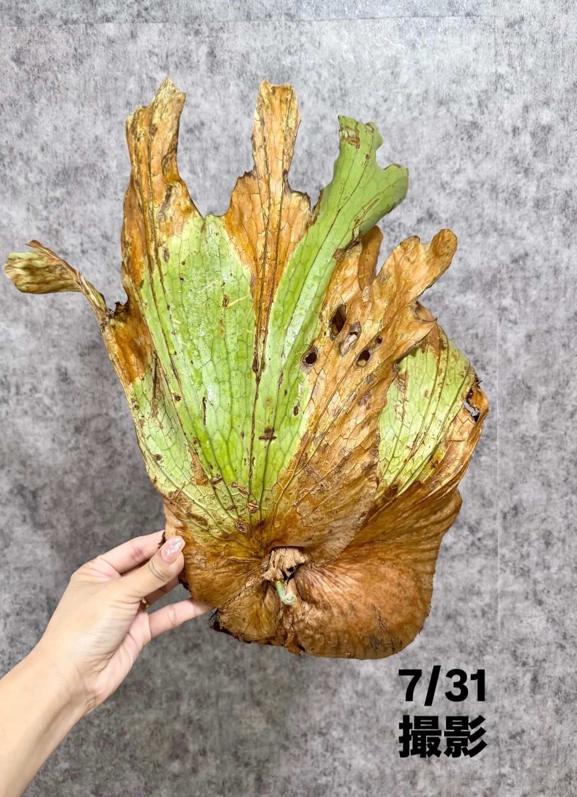 福縁様専用 ＊新芽展開中＊ バケモノ級 ▽P.coronarium Wild