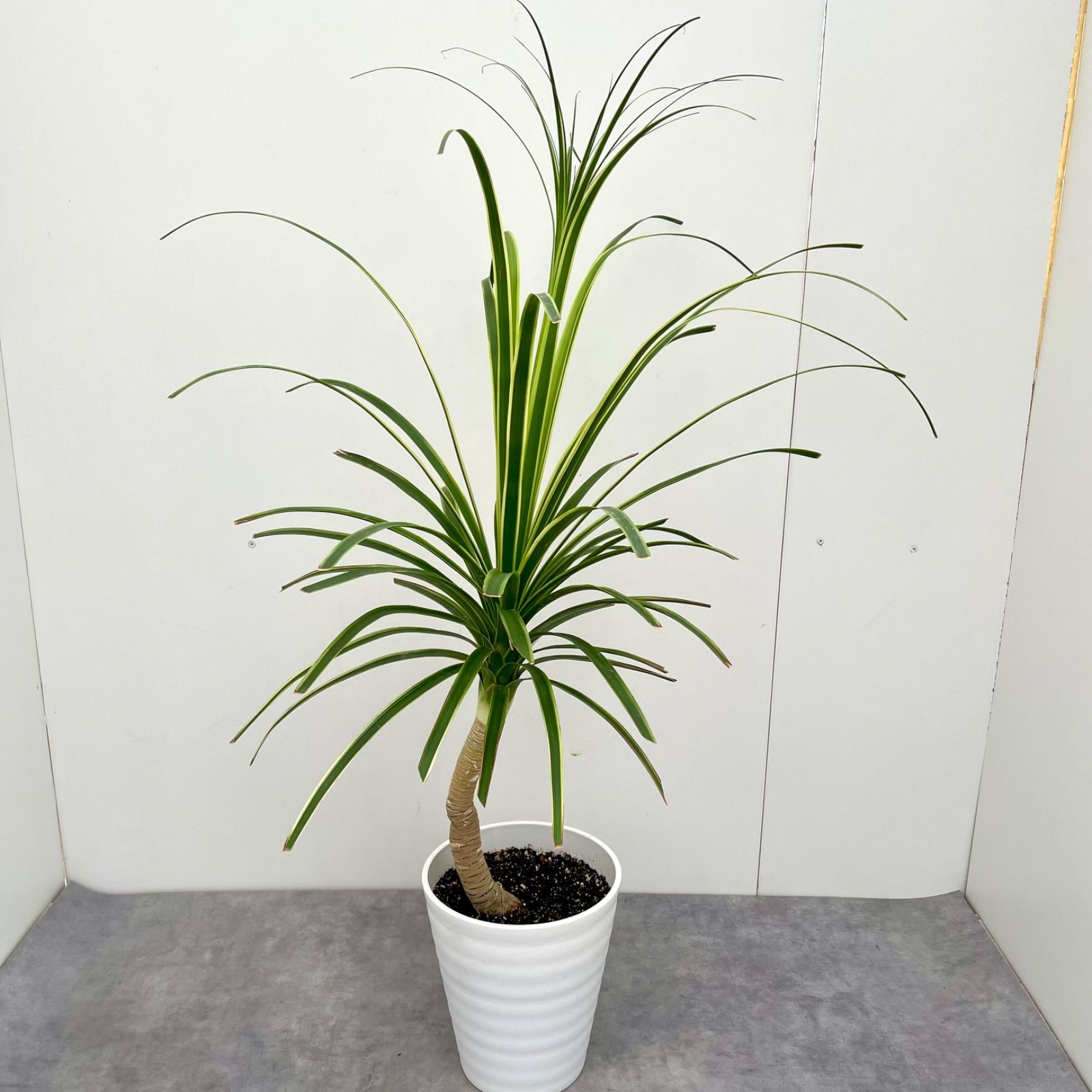 トックリラン ノリナ 斑入り 18【現品】☆希少☆ 観葉植物 室内 - メルカリ