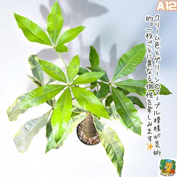 希少！パキラムーンライトA9・五ヶ所接ぎ木・枝分岐パラソル